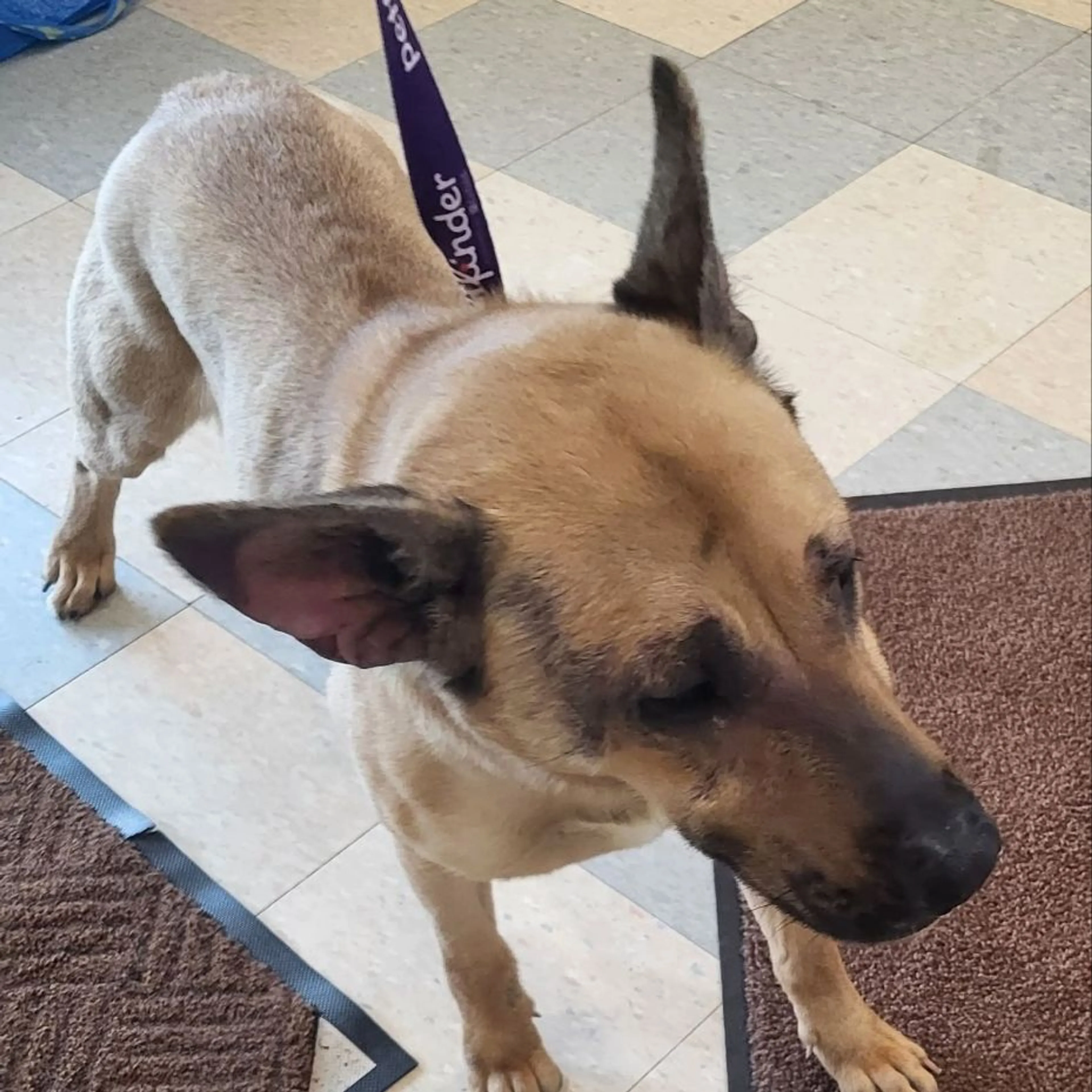 Found pet