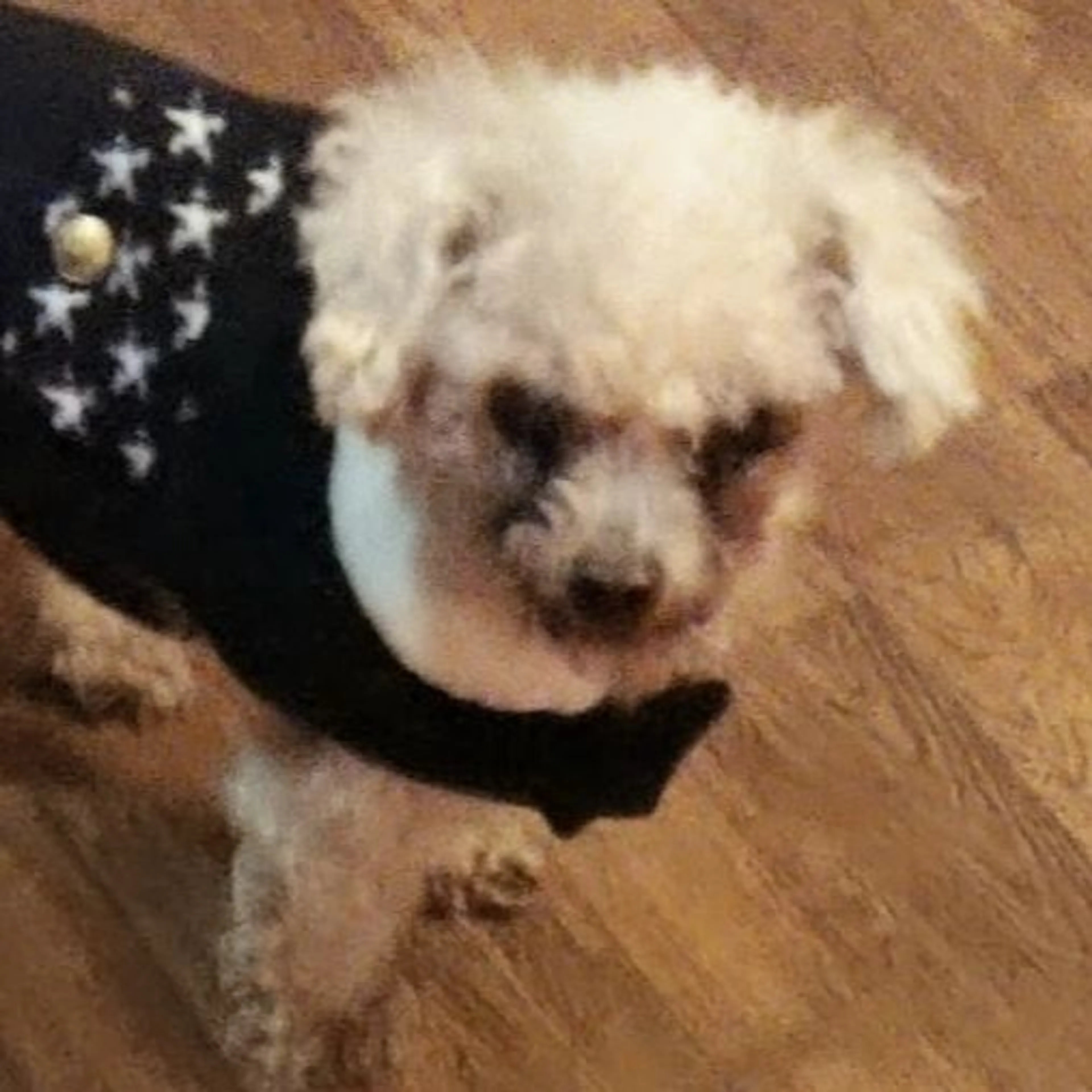 Lost pet