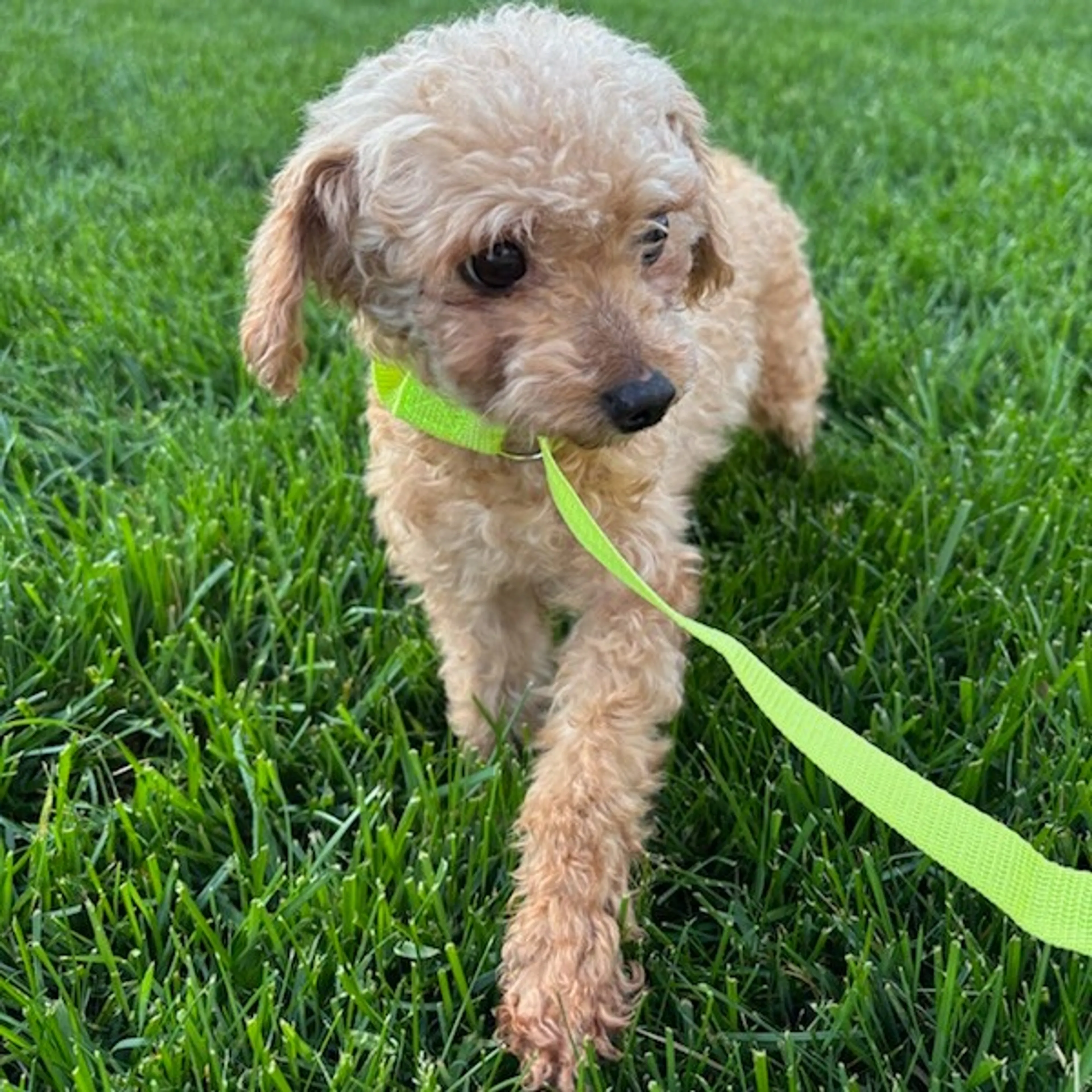 Found pet-2