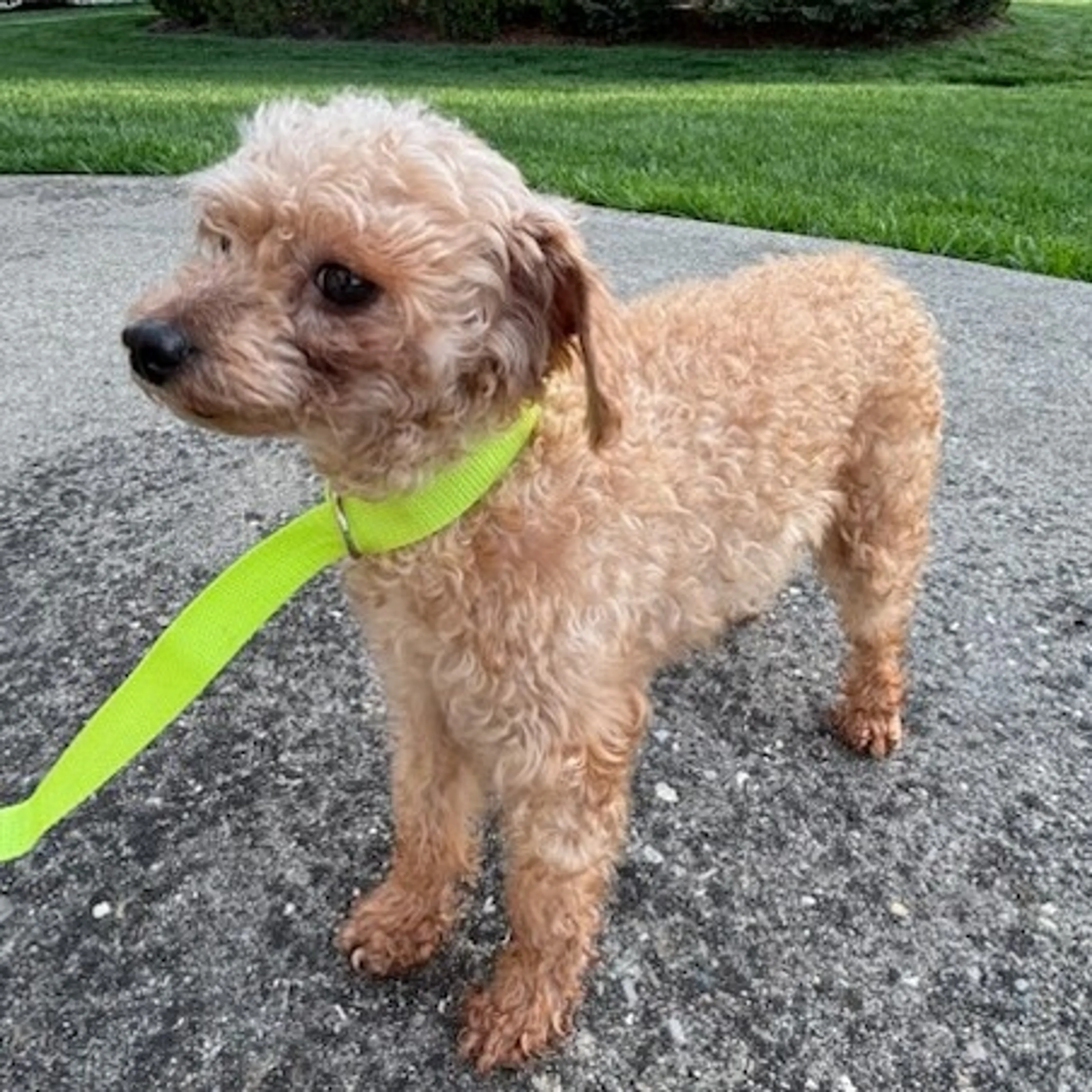 Found pet-3
