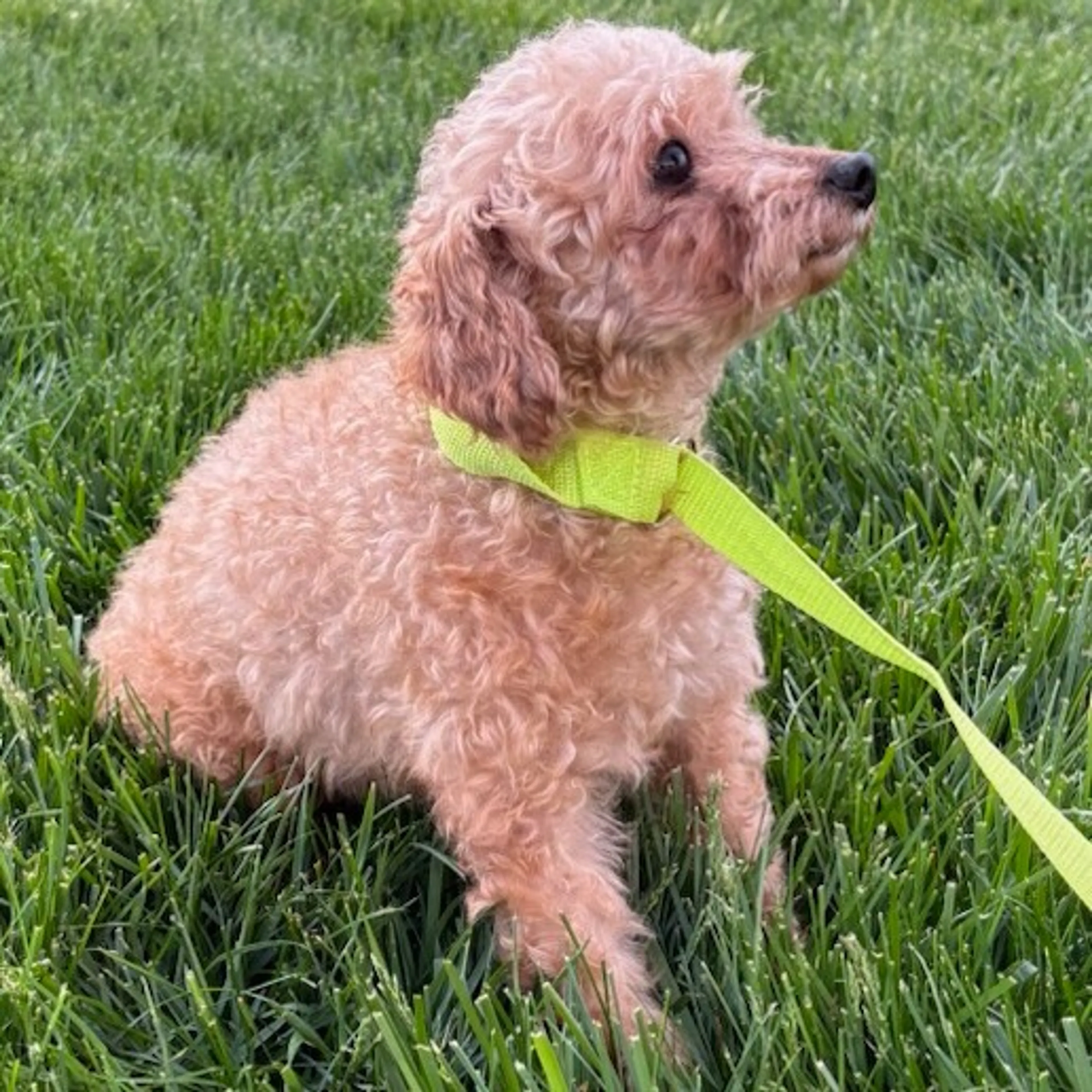 Found pet-1