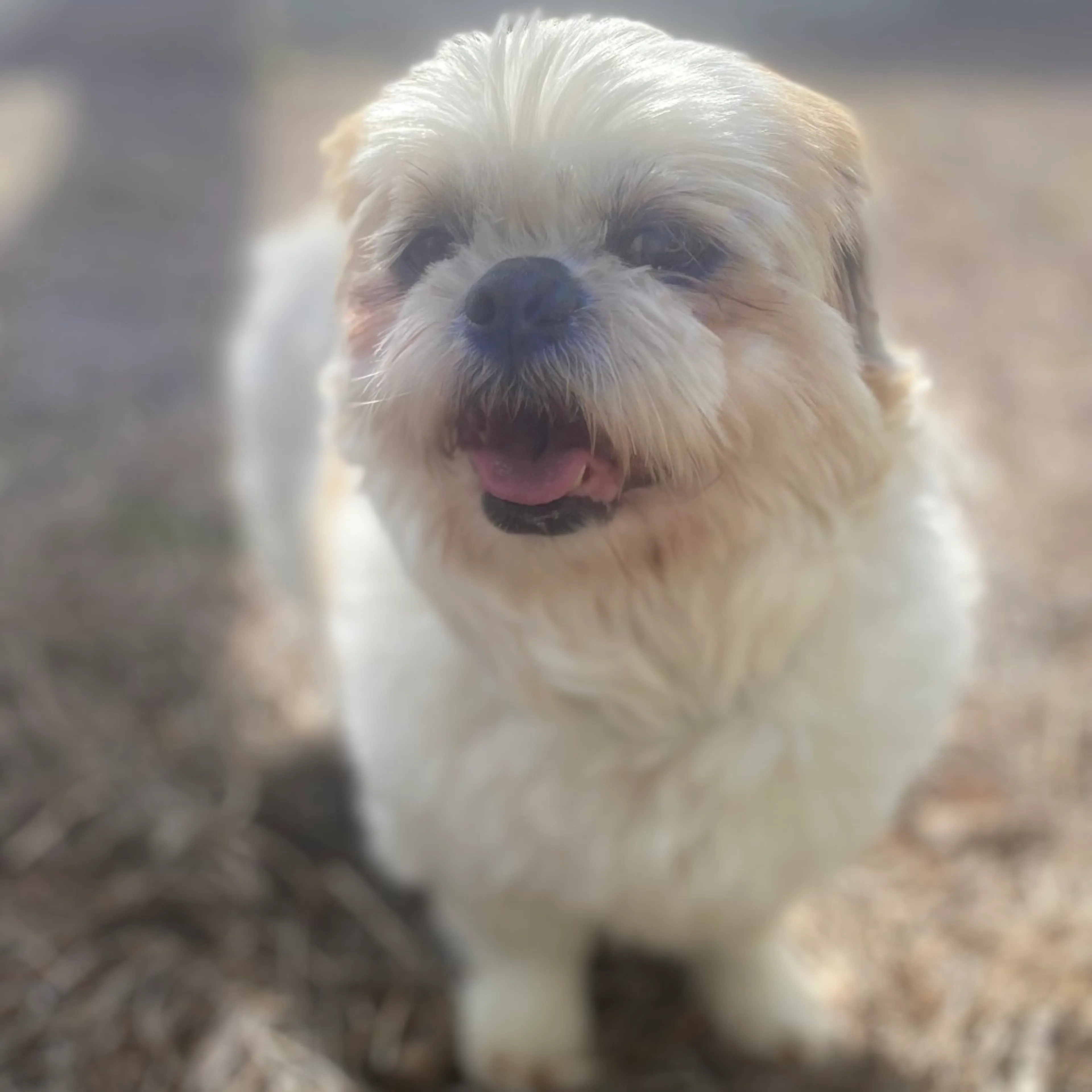 Found pet-0