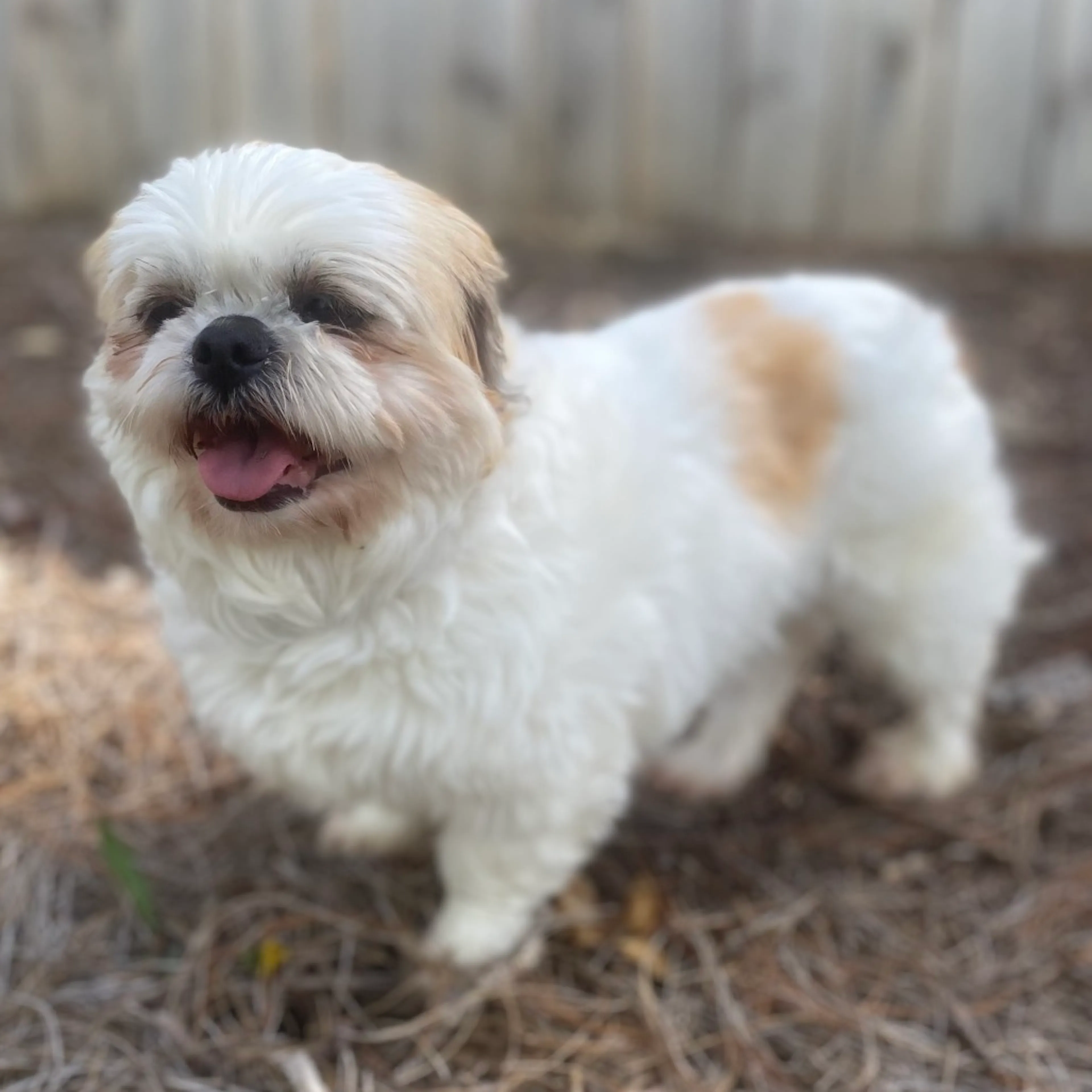 Found pet-4
