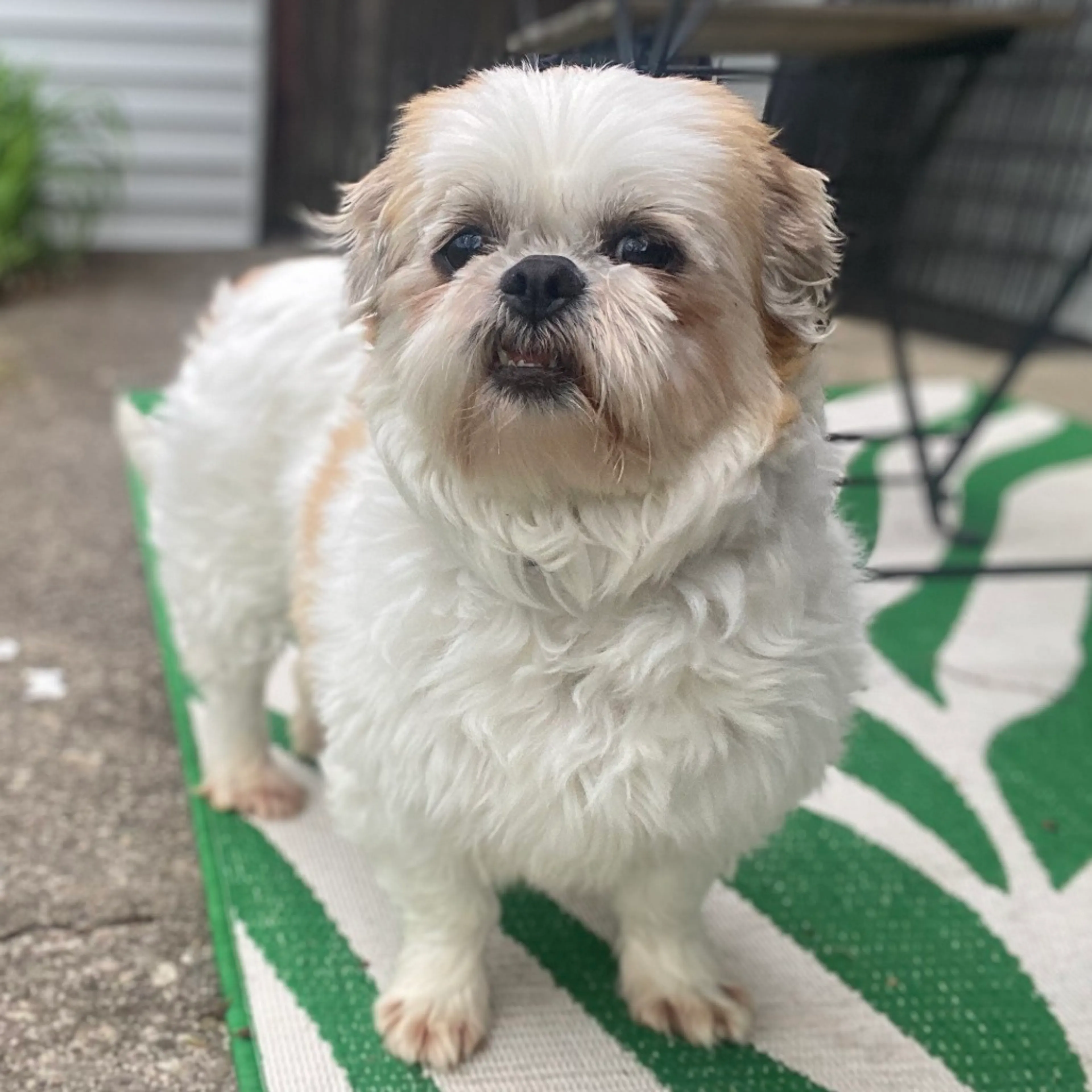 Found pet-2