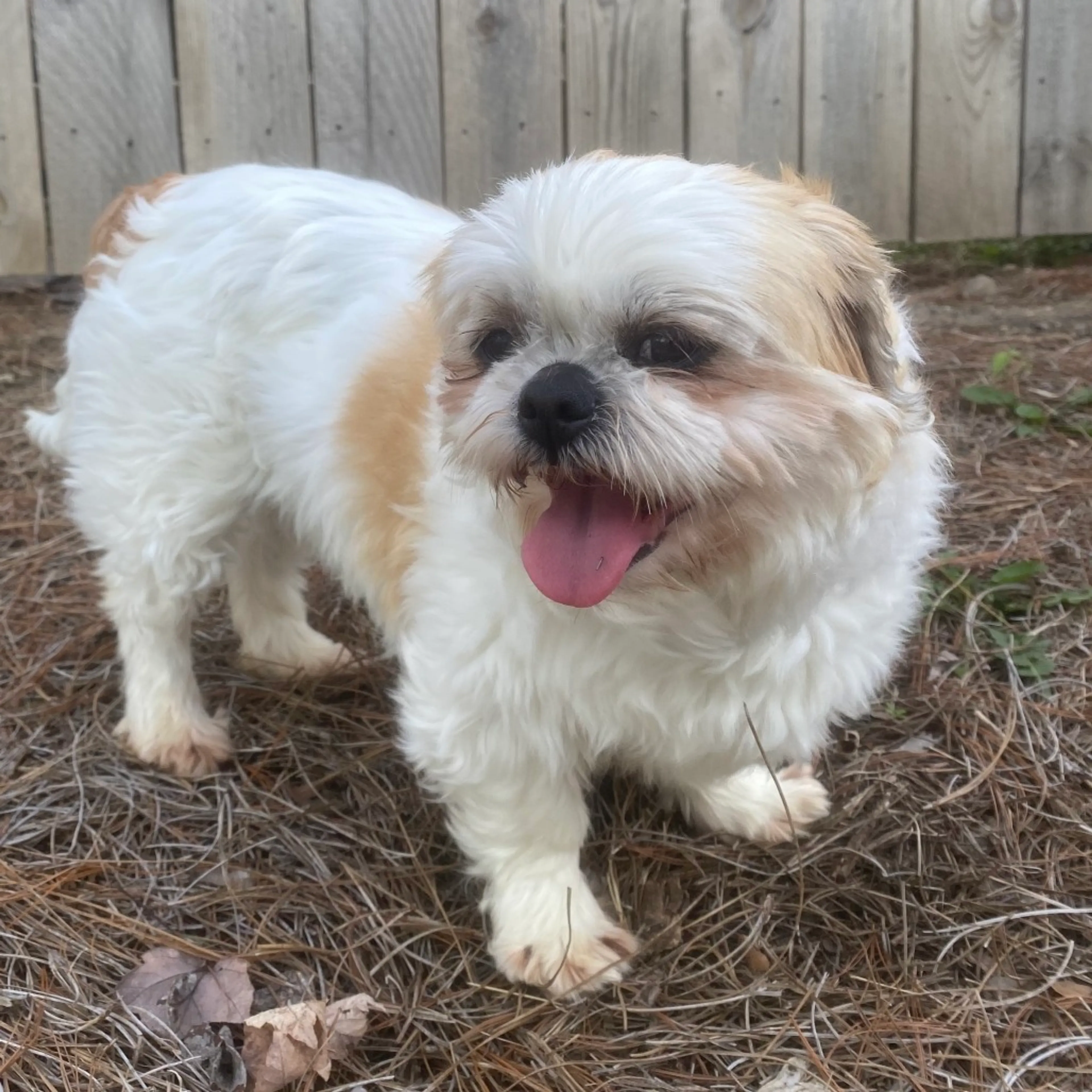 Found pet-3
