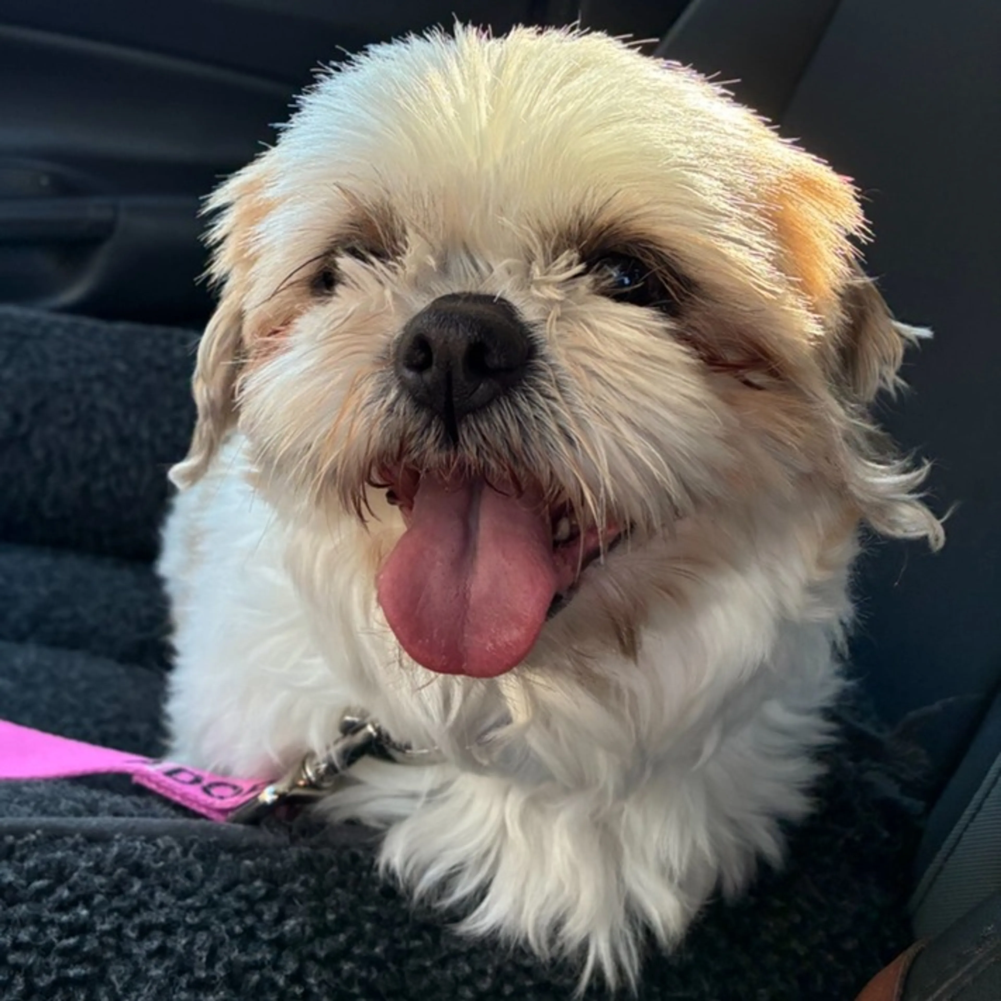 Found pet-1