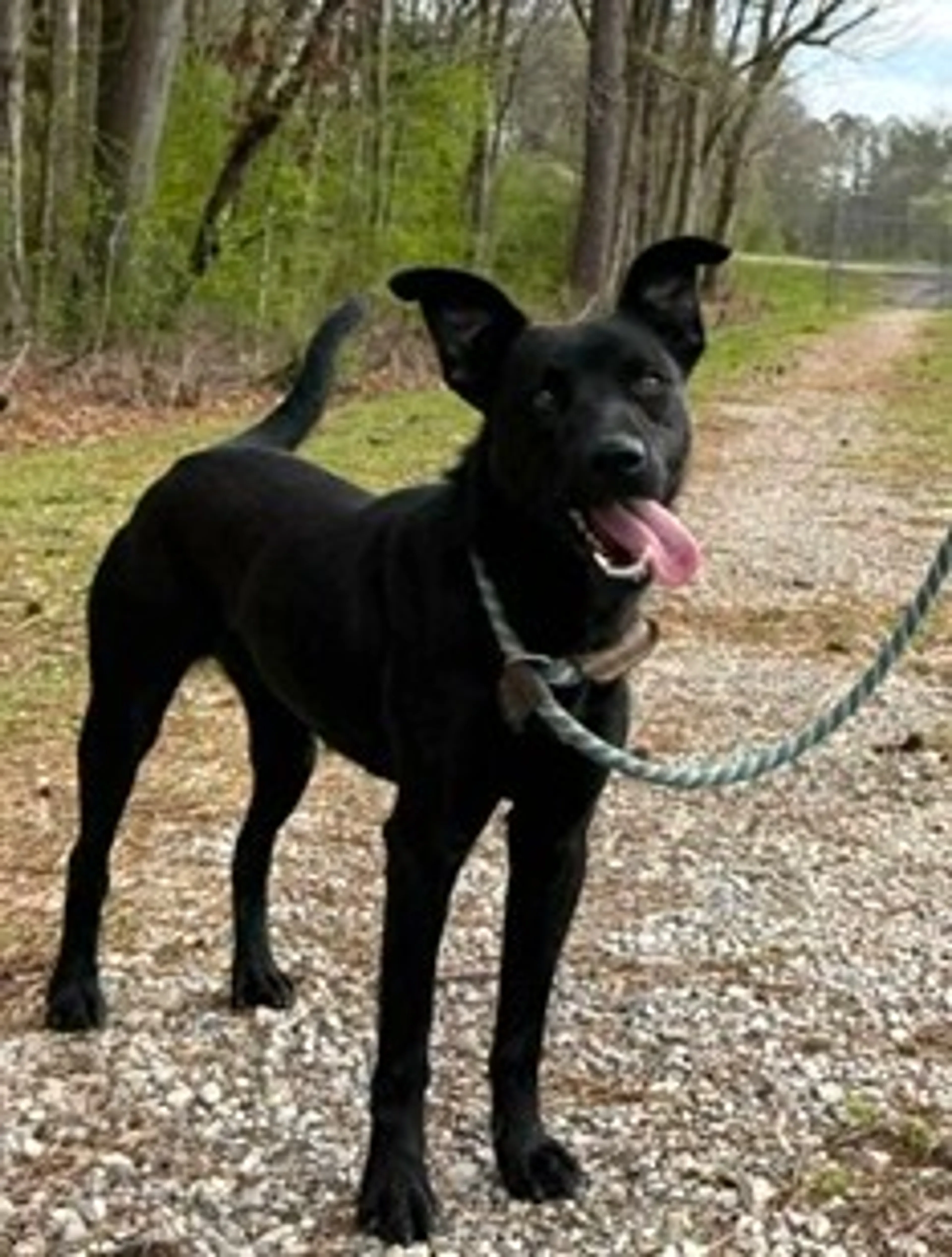 Found pet-2