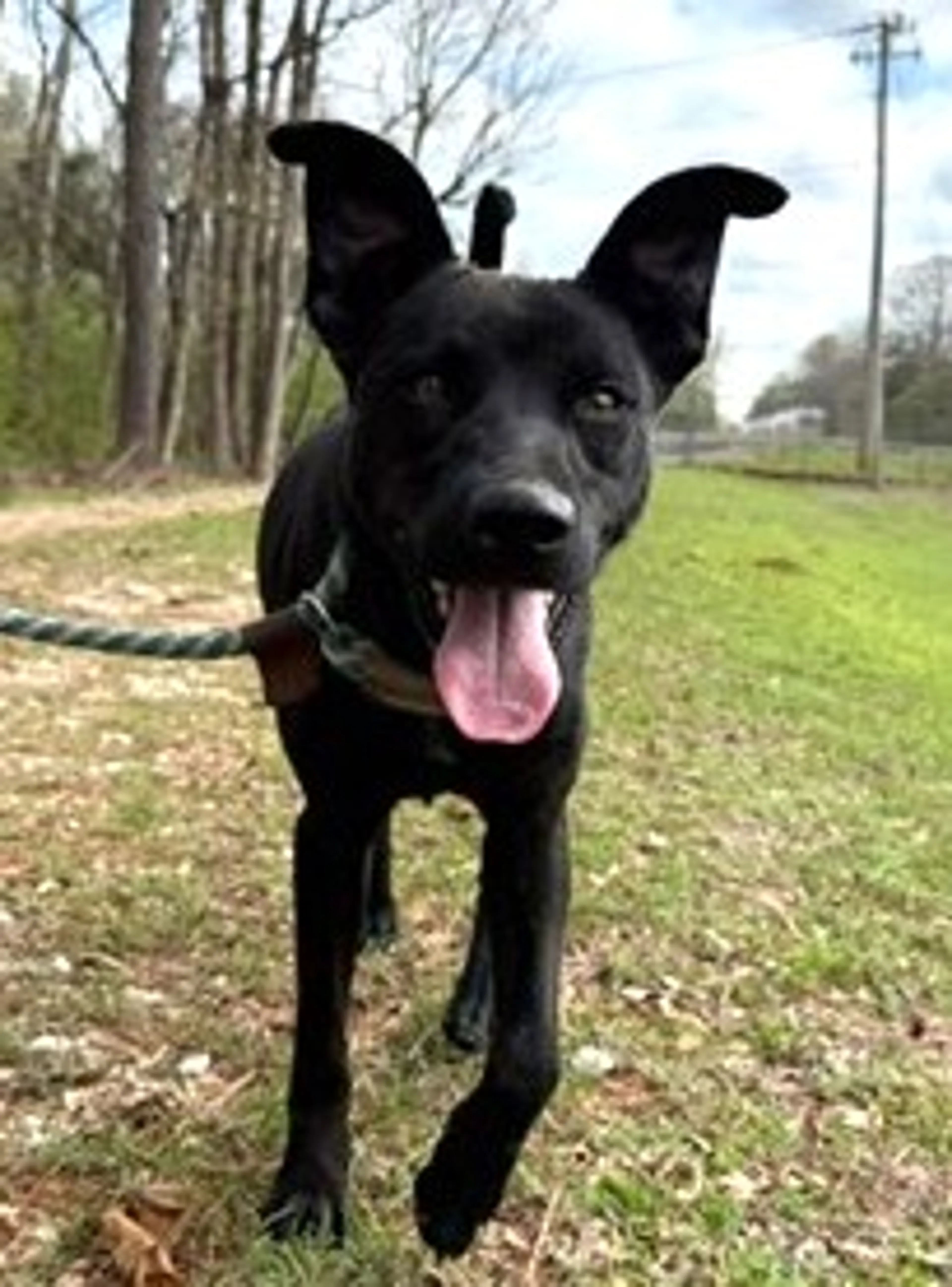 Found pet-1