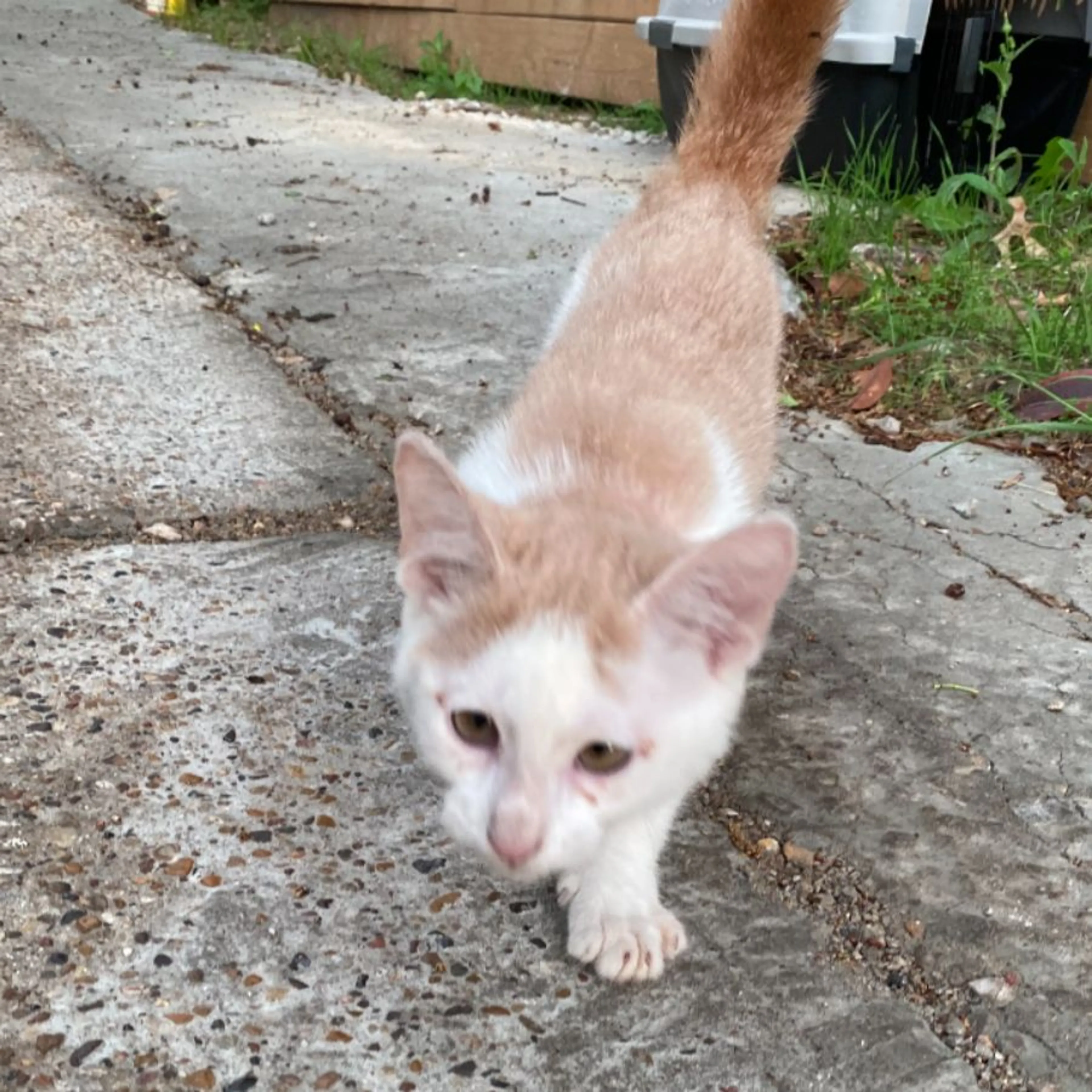 Found pet-0