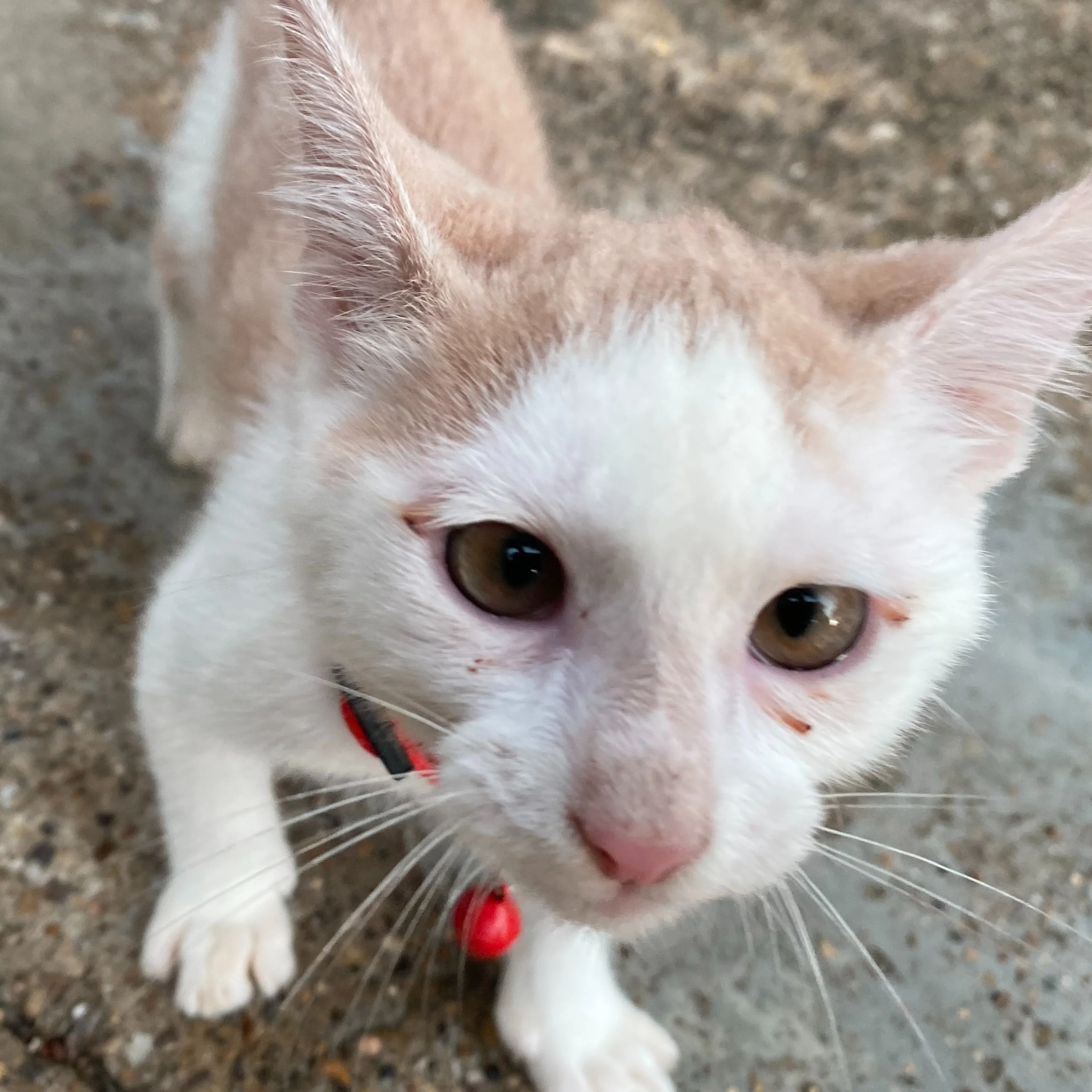 Found pet-2