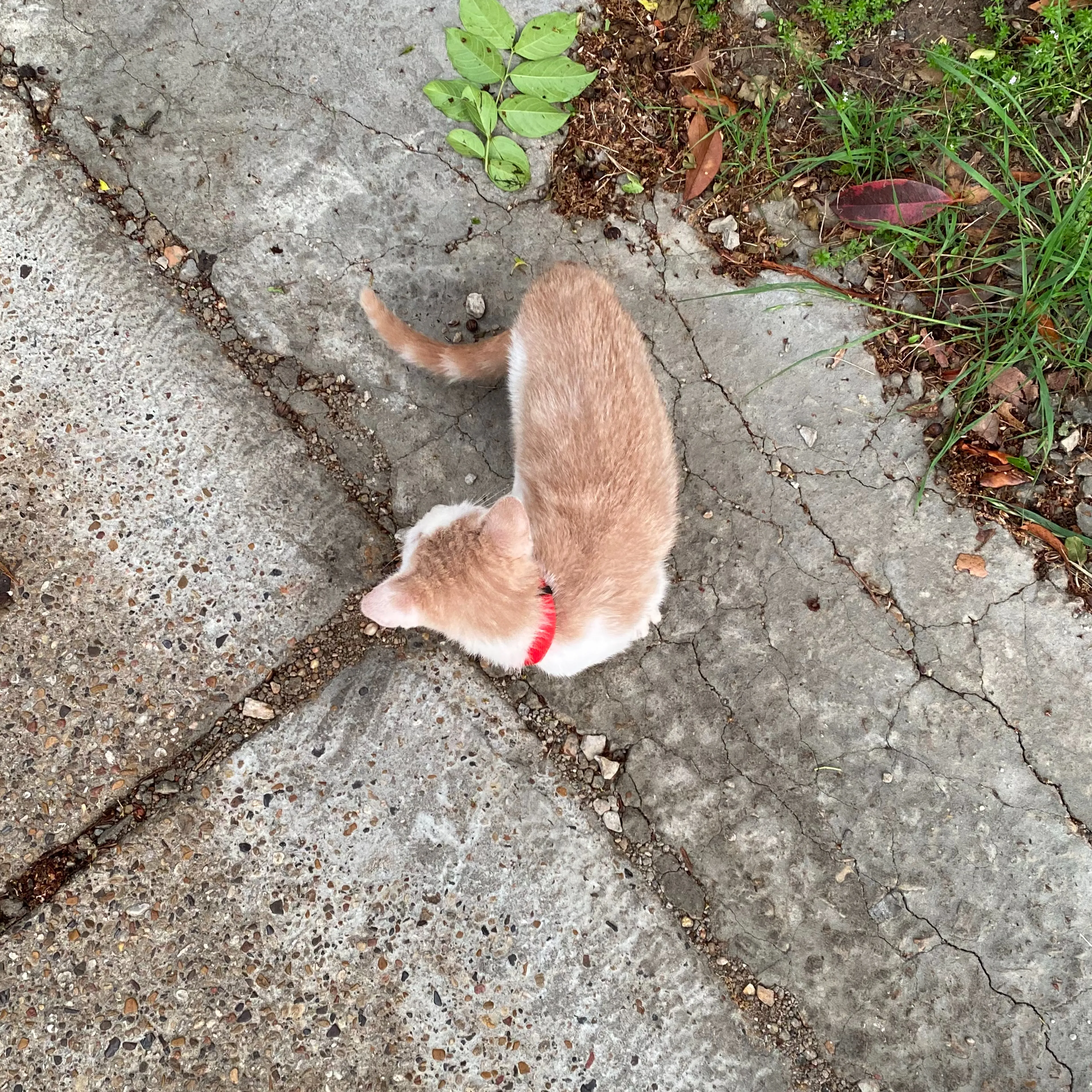 Found pet-3
