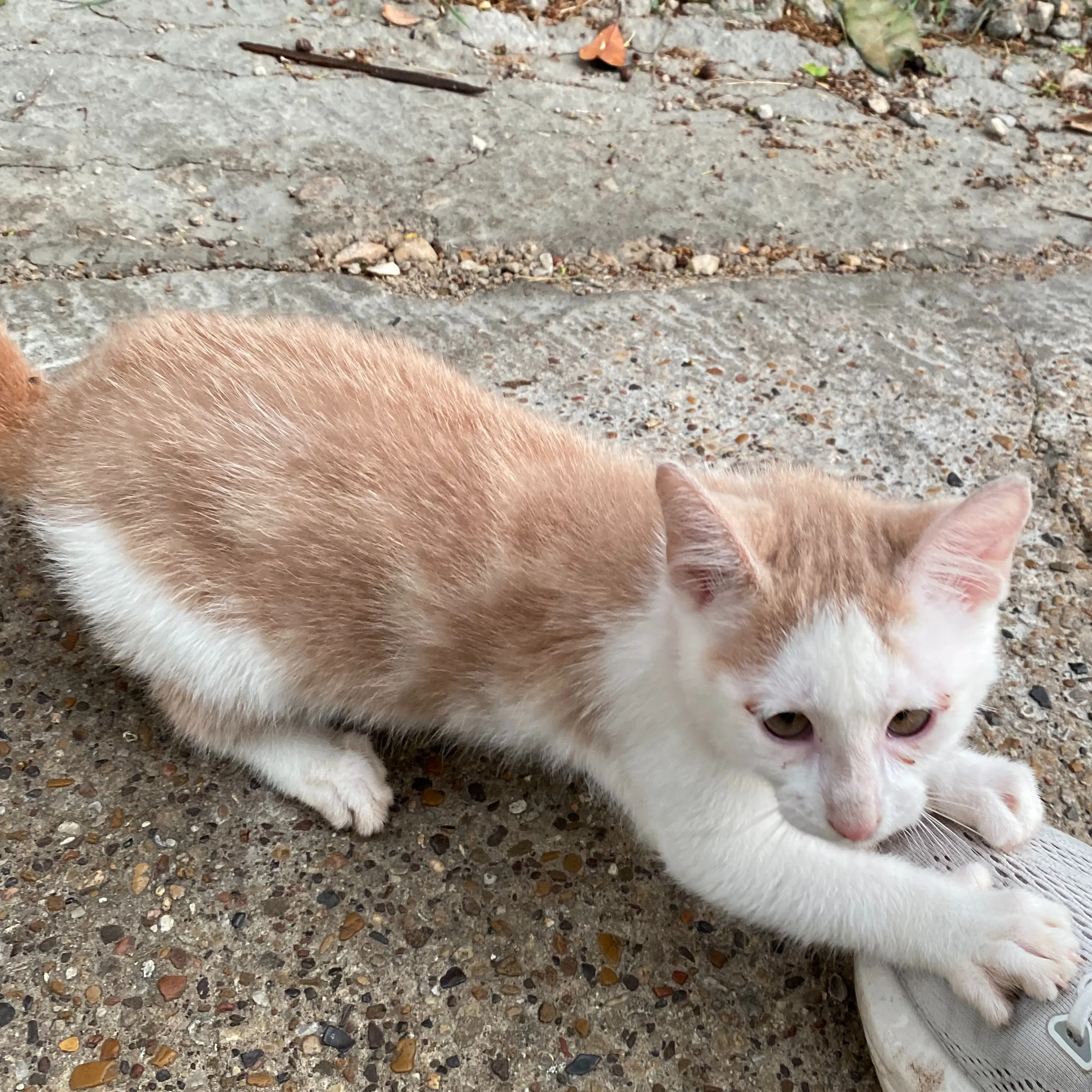 Found pet-1