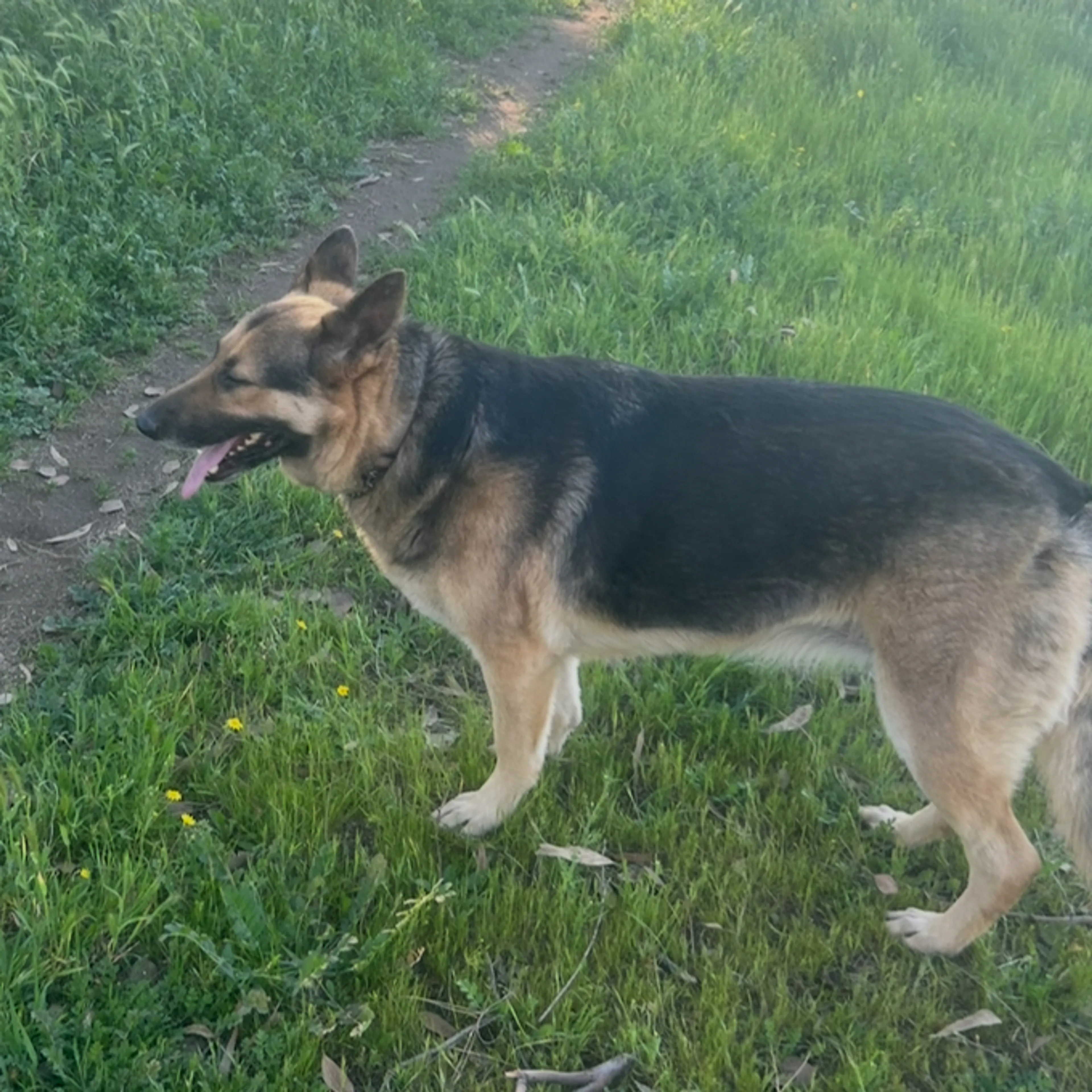 Lost pet-1