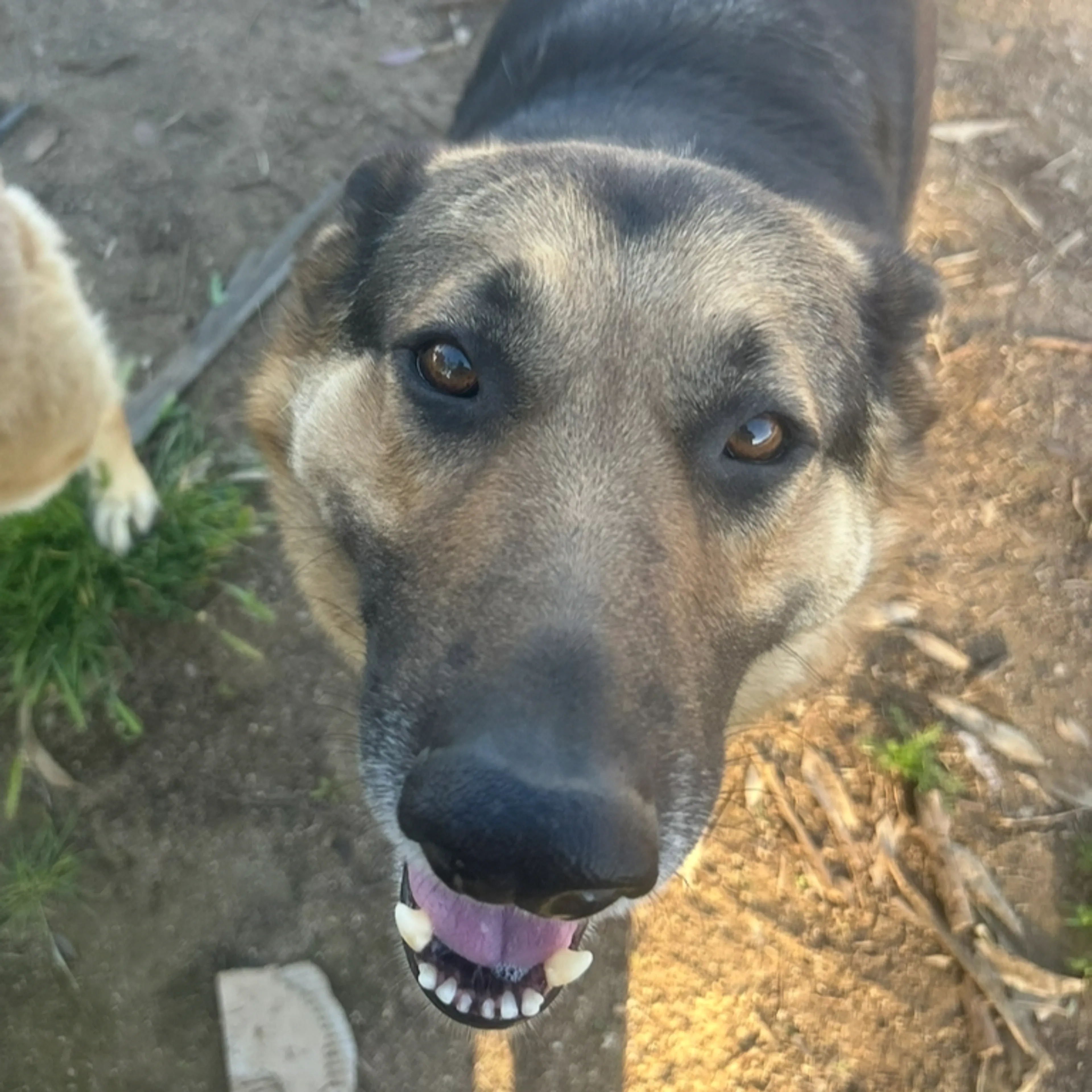 Lost pet-2