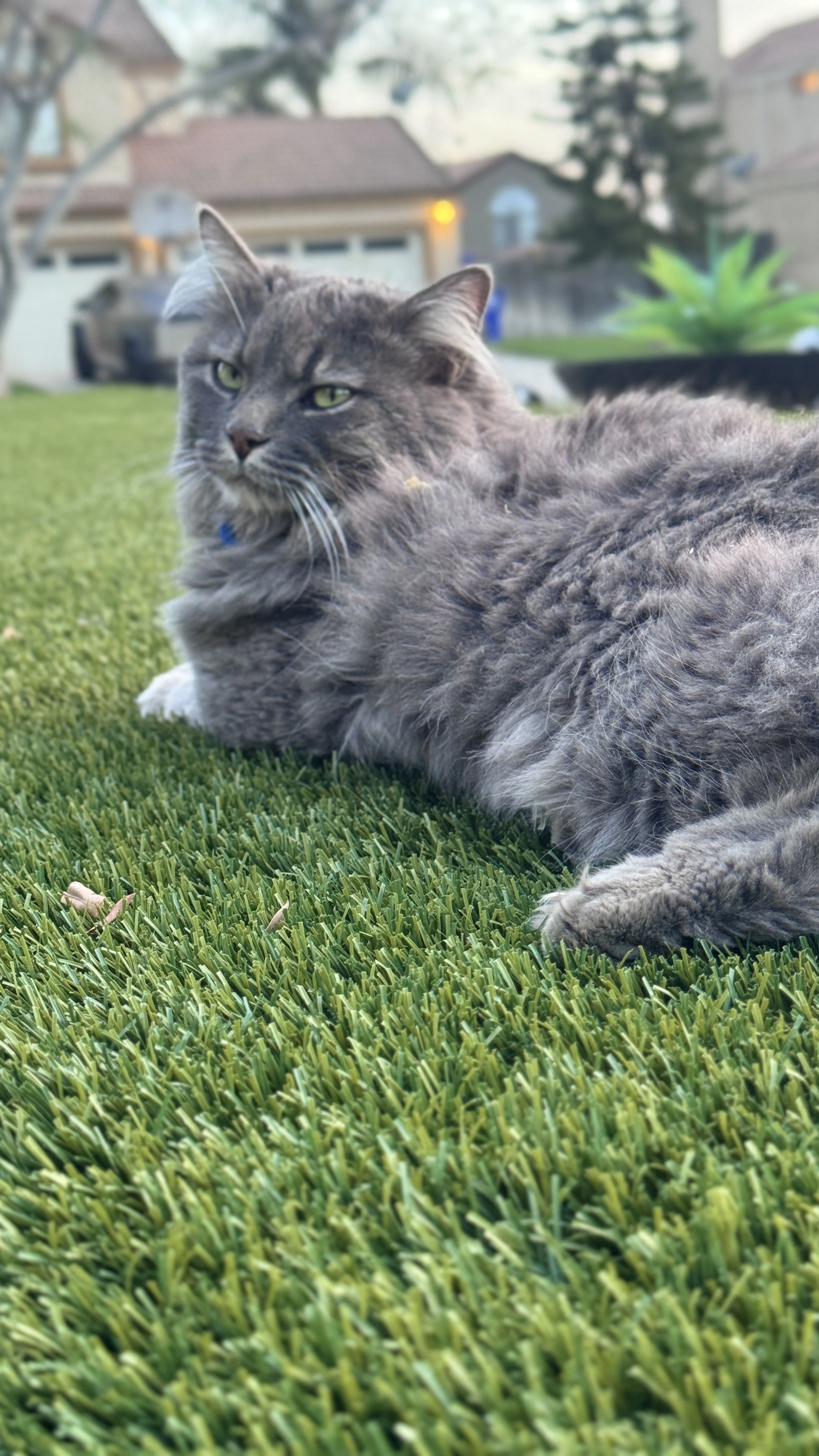 Lost pet-0