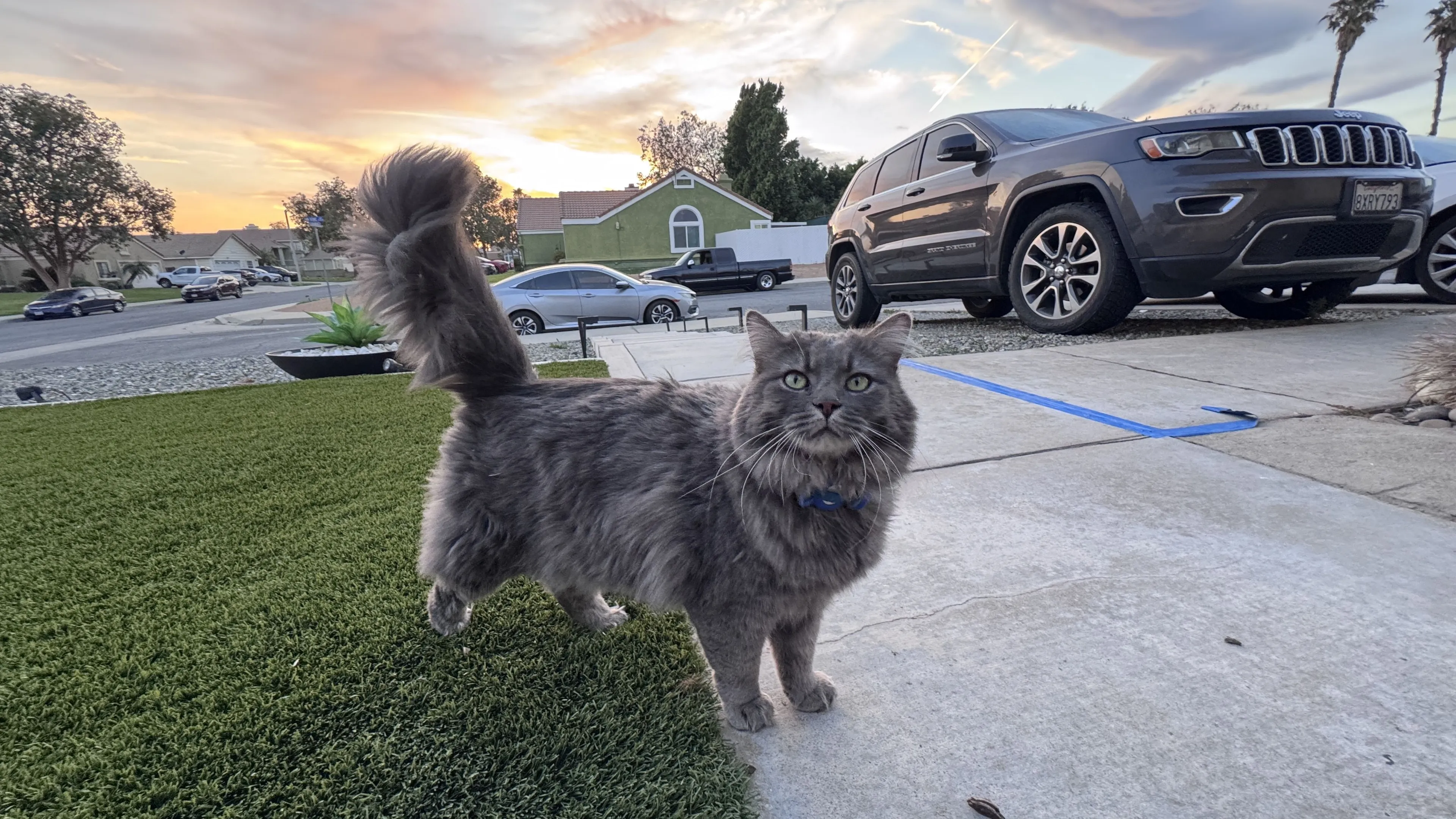 Lost pet-1