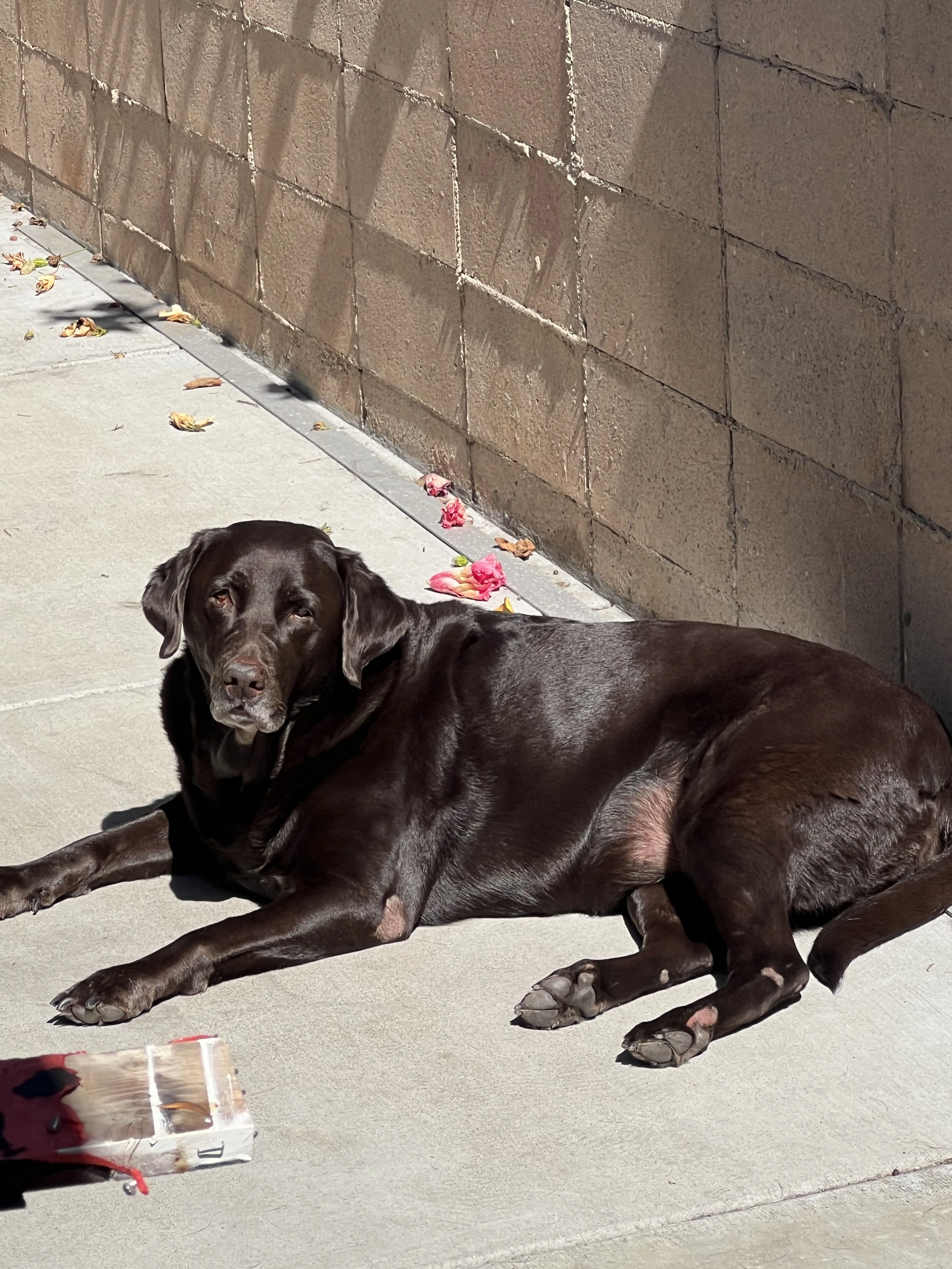 Lost pet