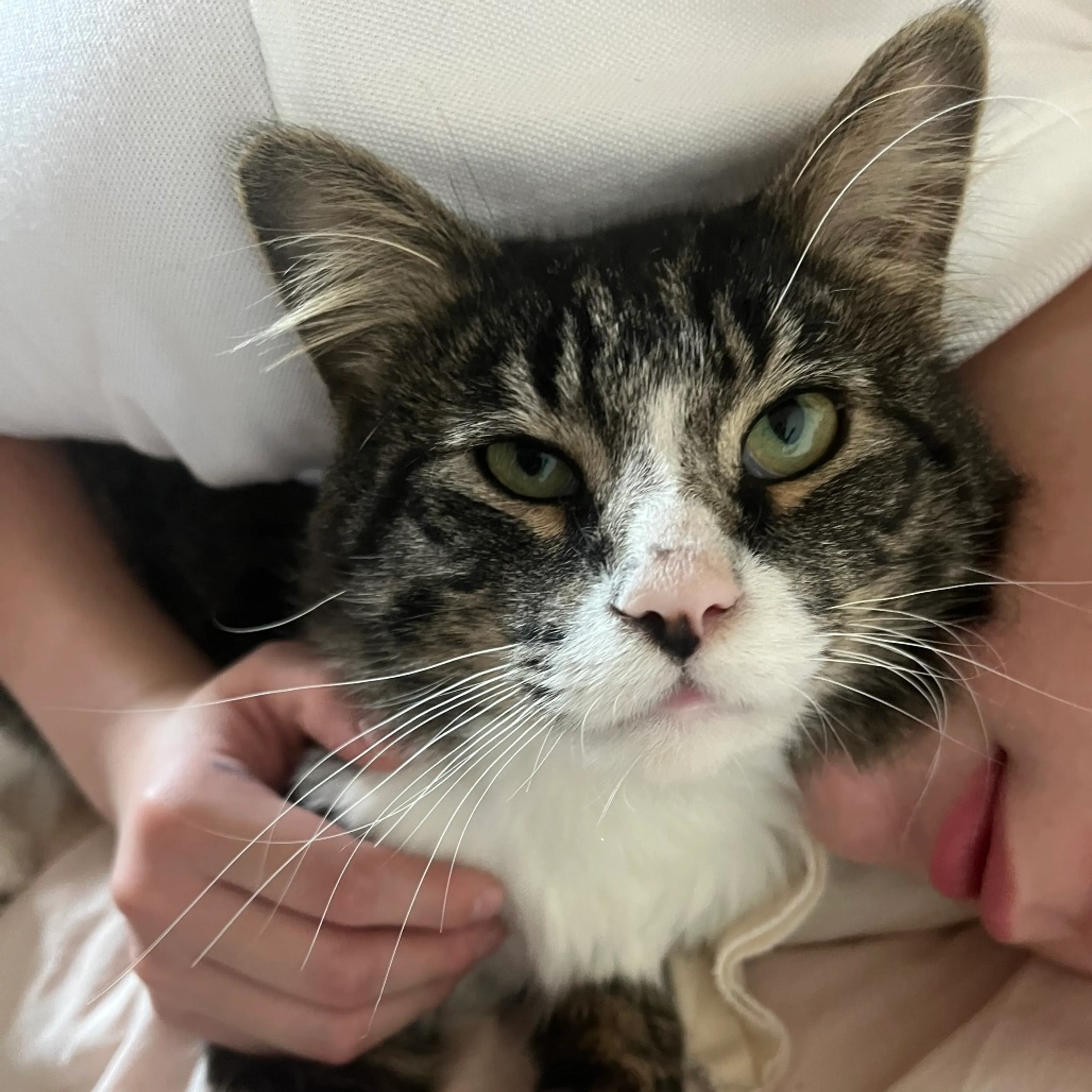 Found pet