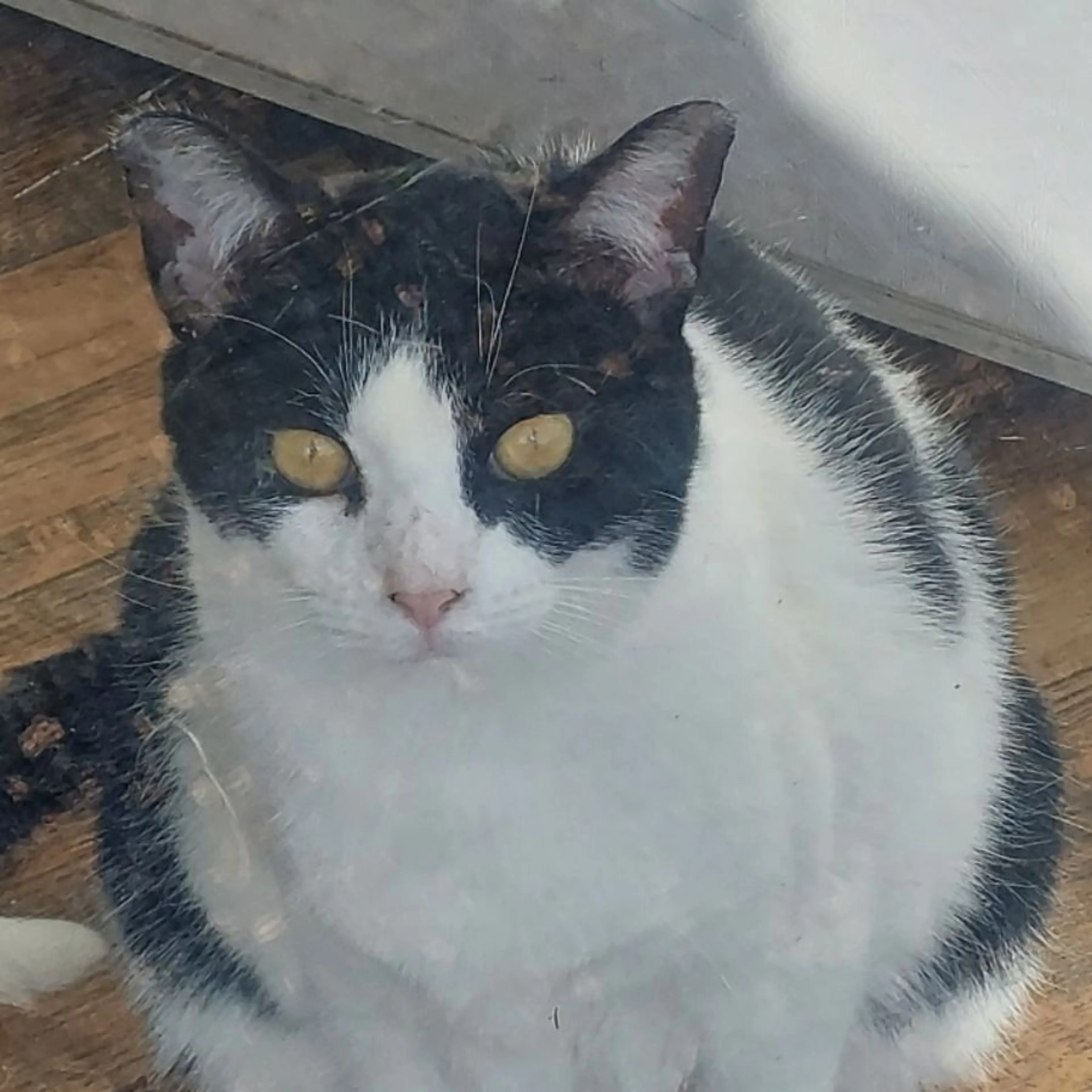 Lost pet
