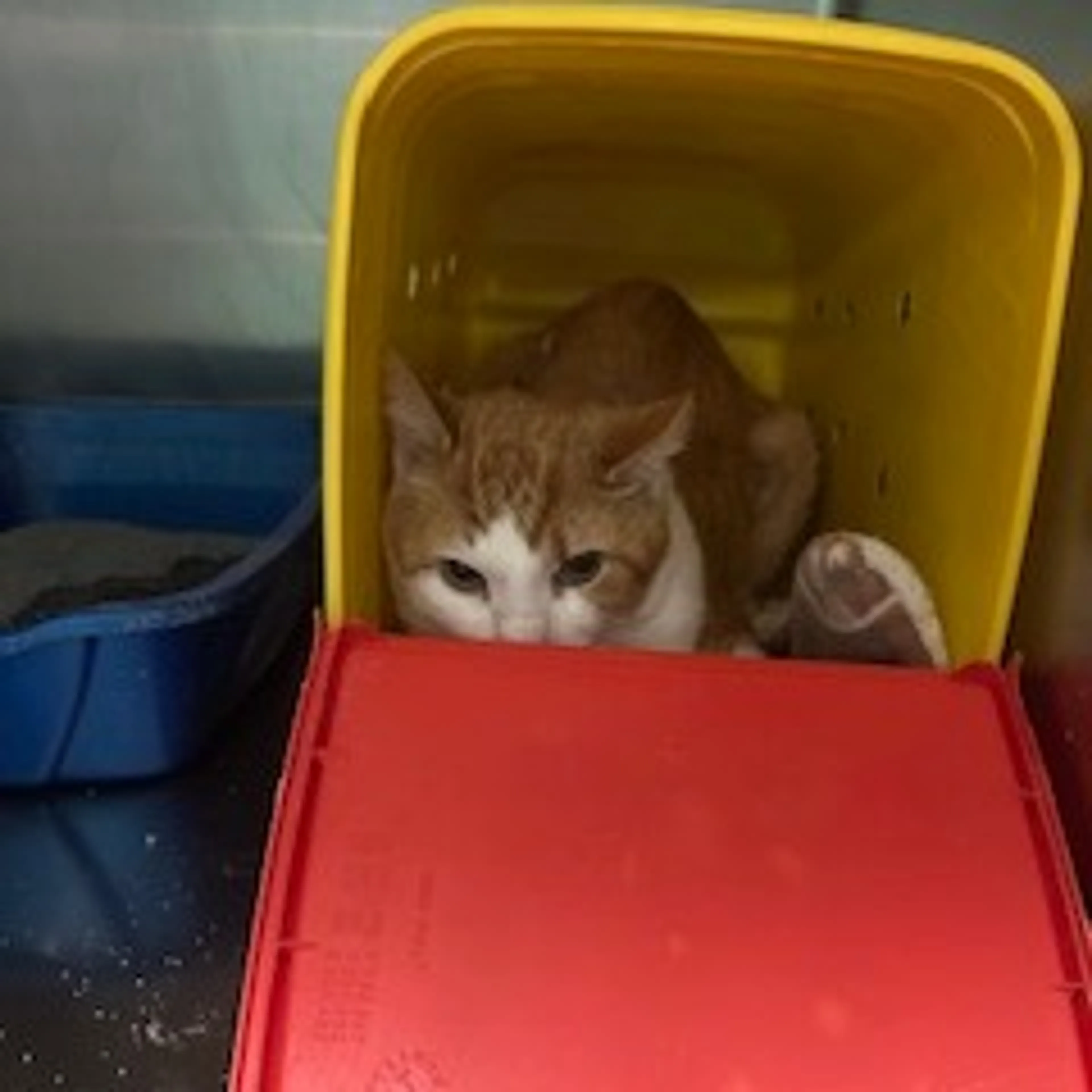 Found pet-1