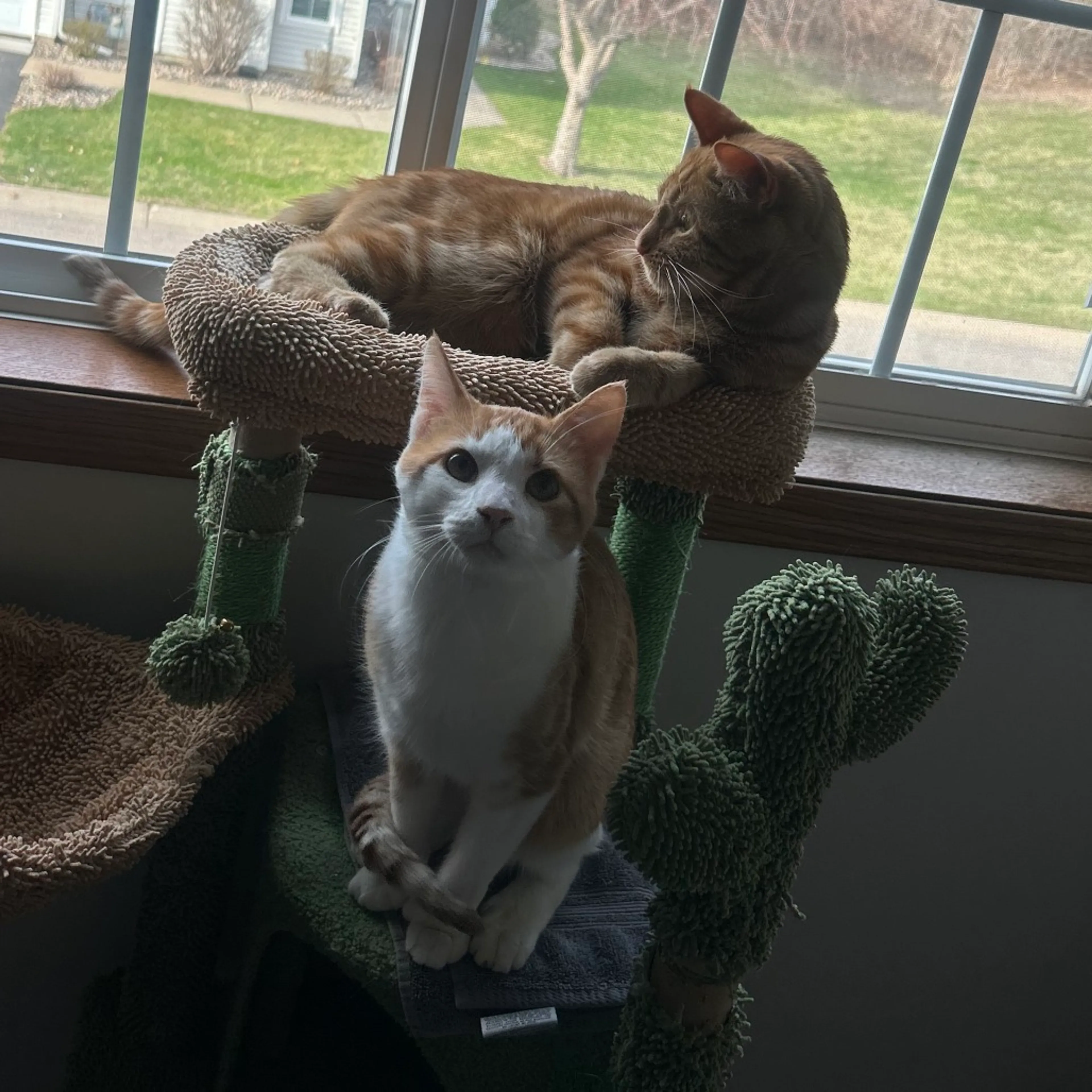 Found pet-2