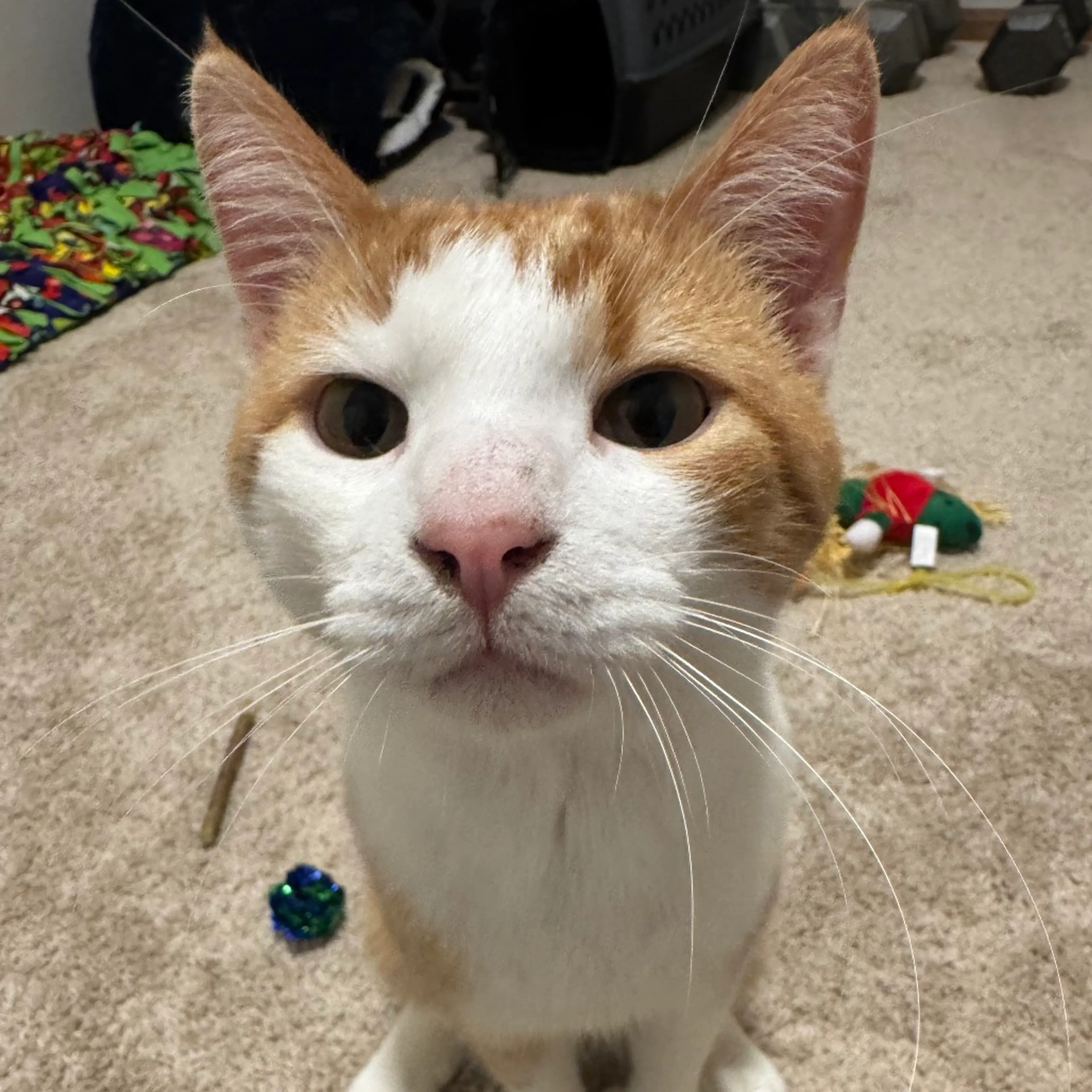 Found pet-0