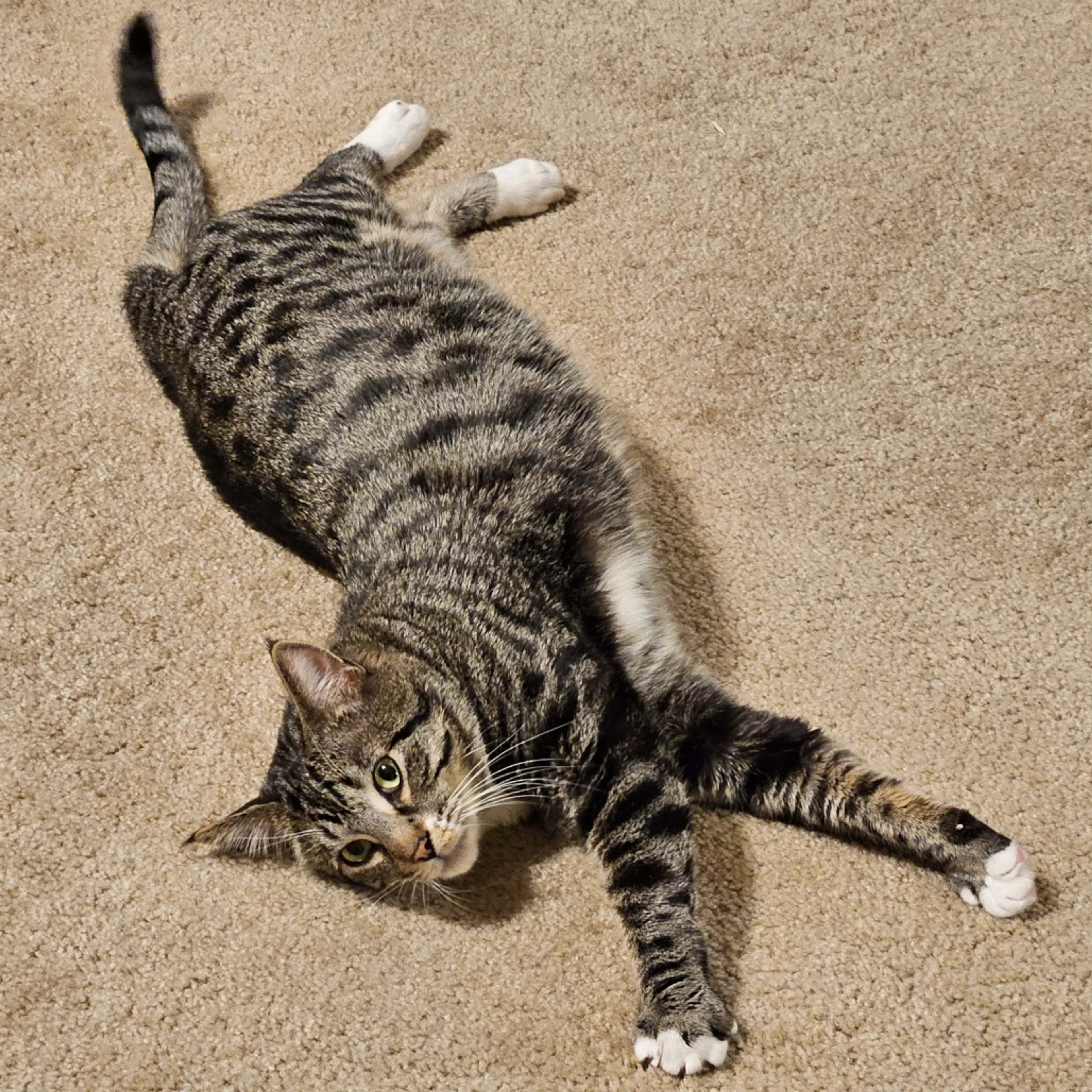 Found pet-3