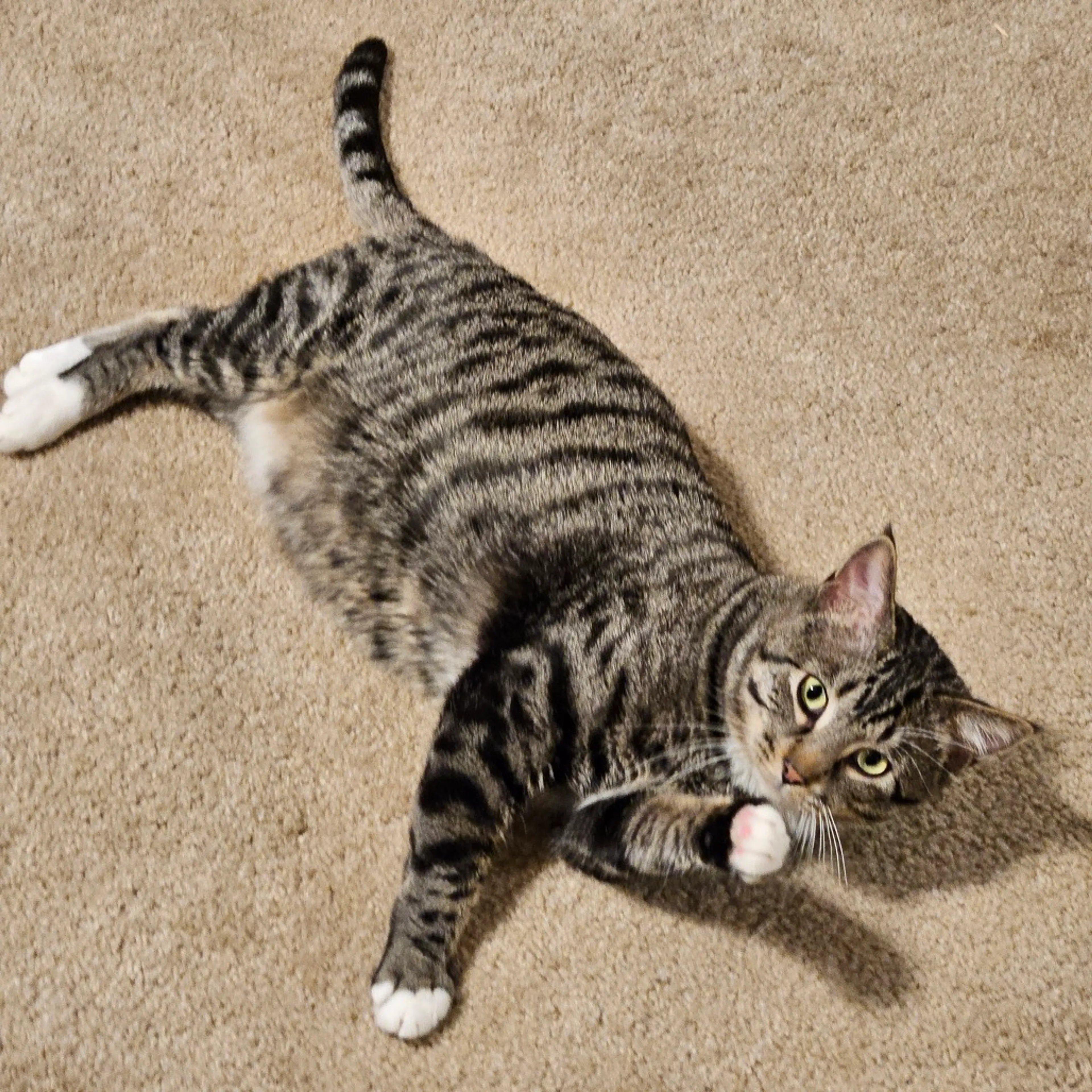 Found pet-4