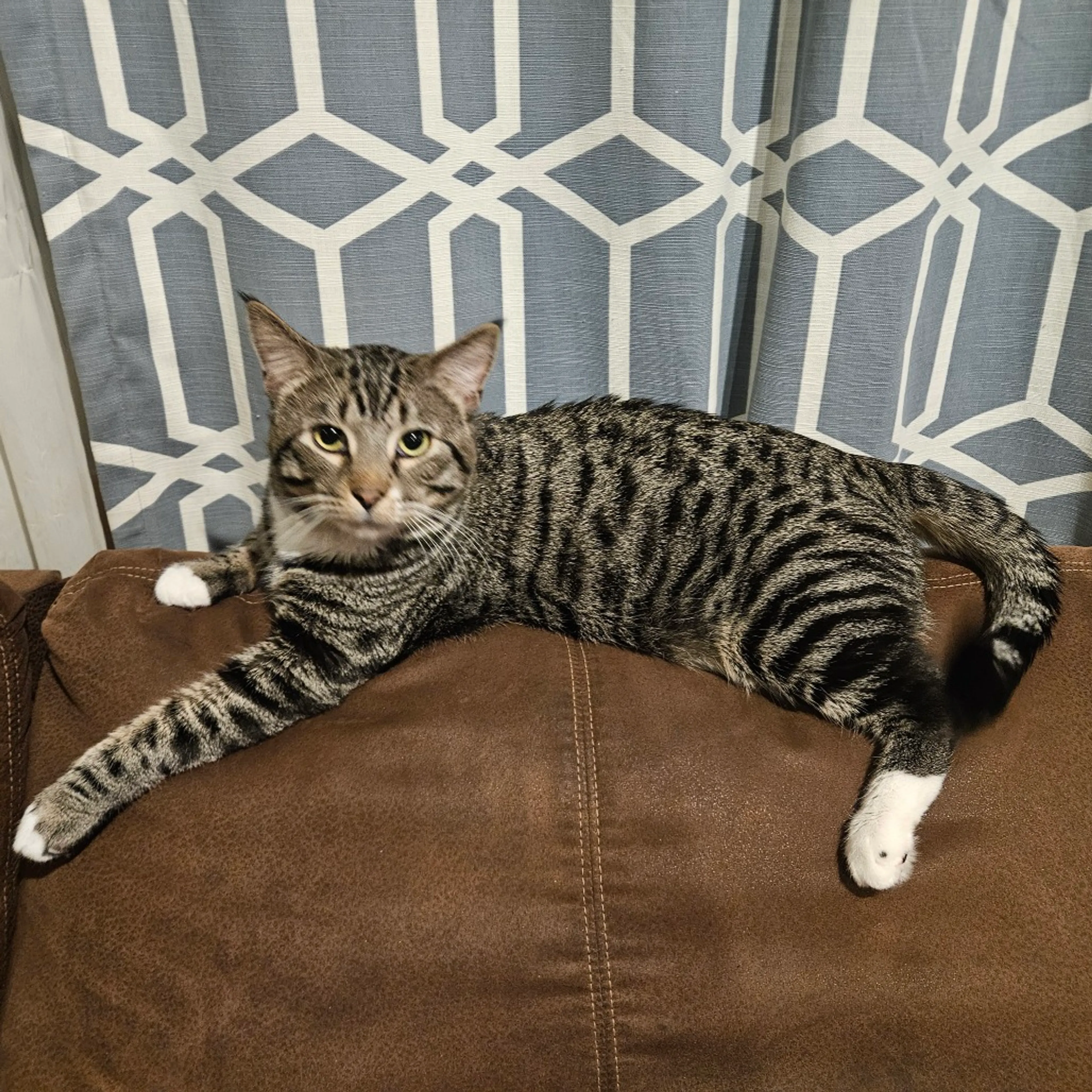 Found pet-6