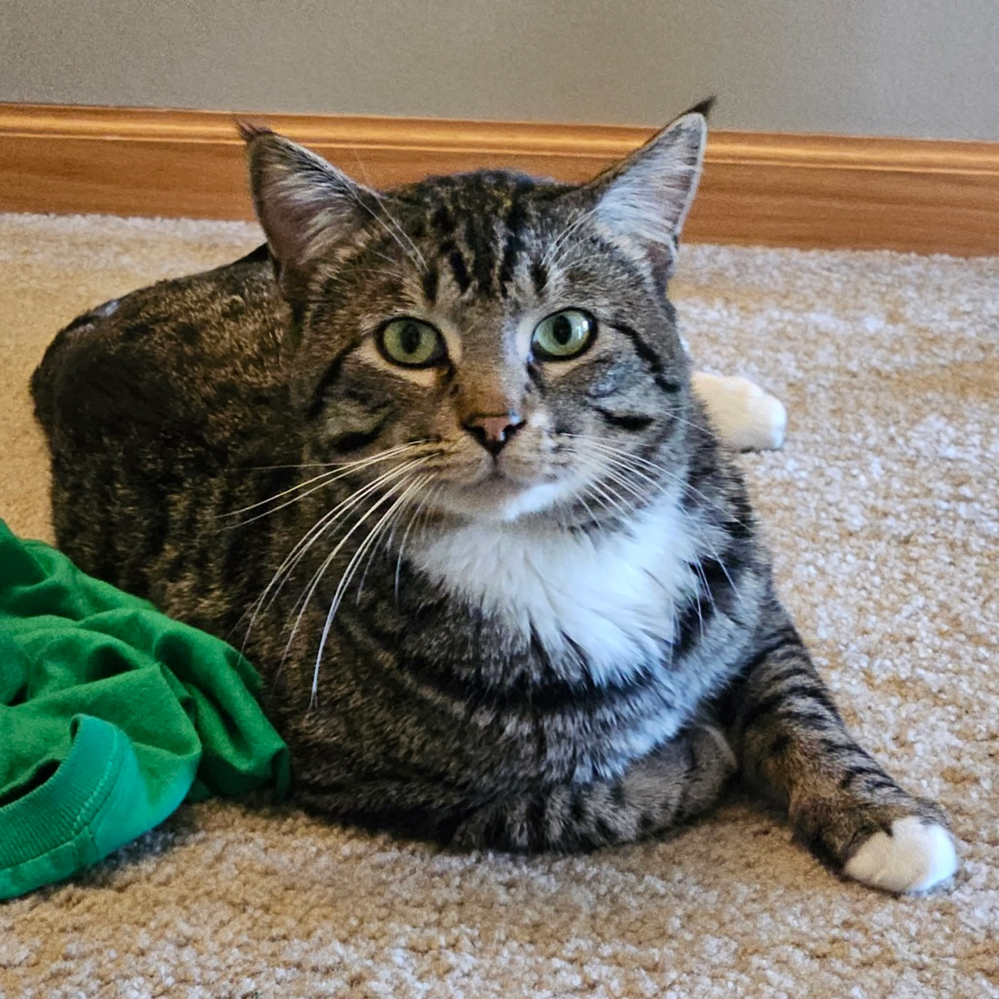 Found pet-1