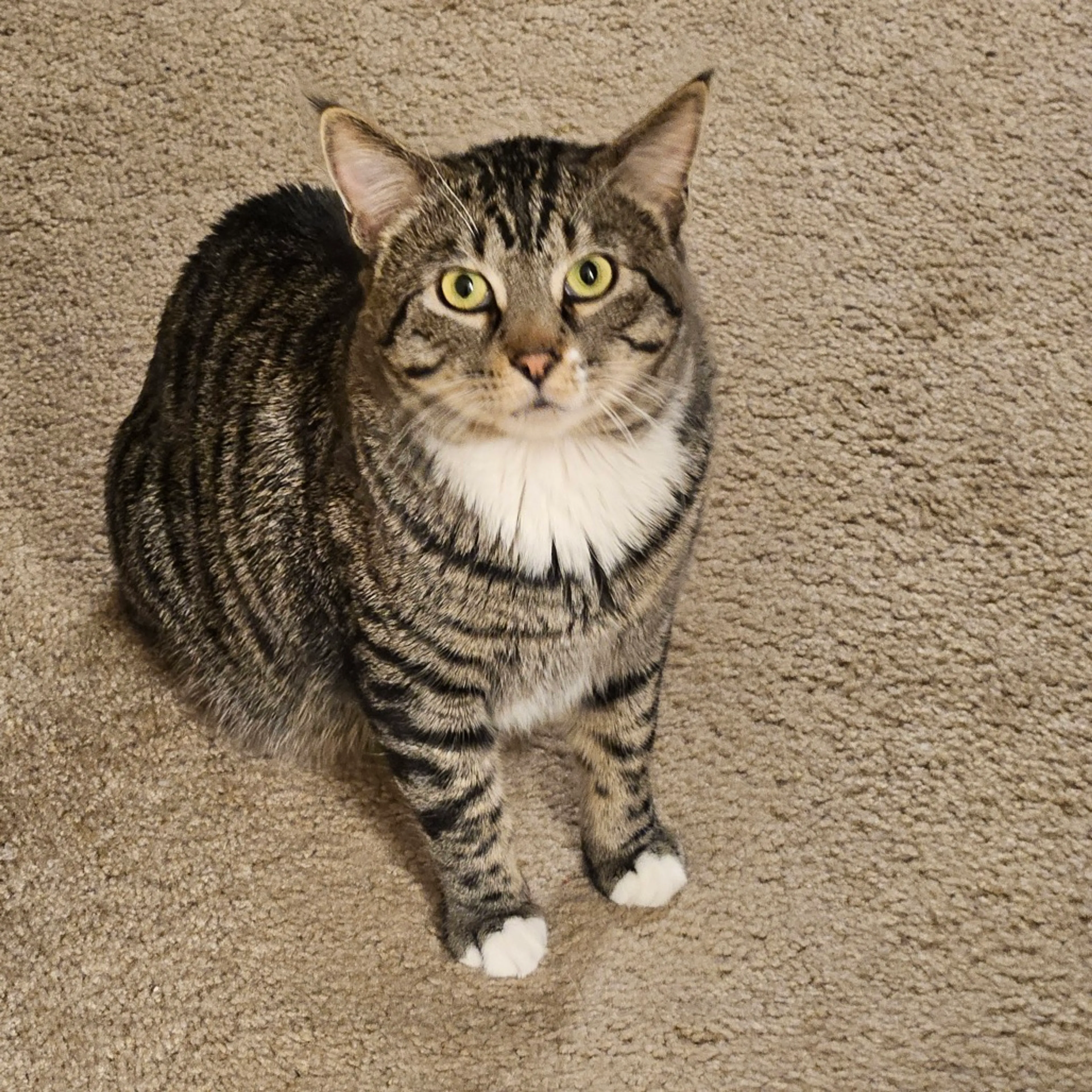 Found pet-2