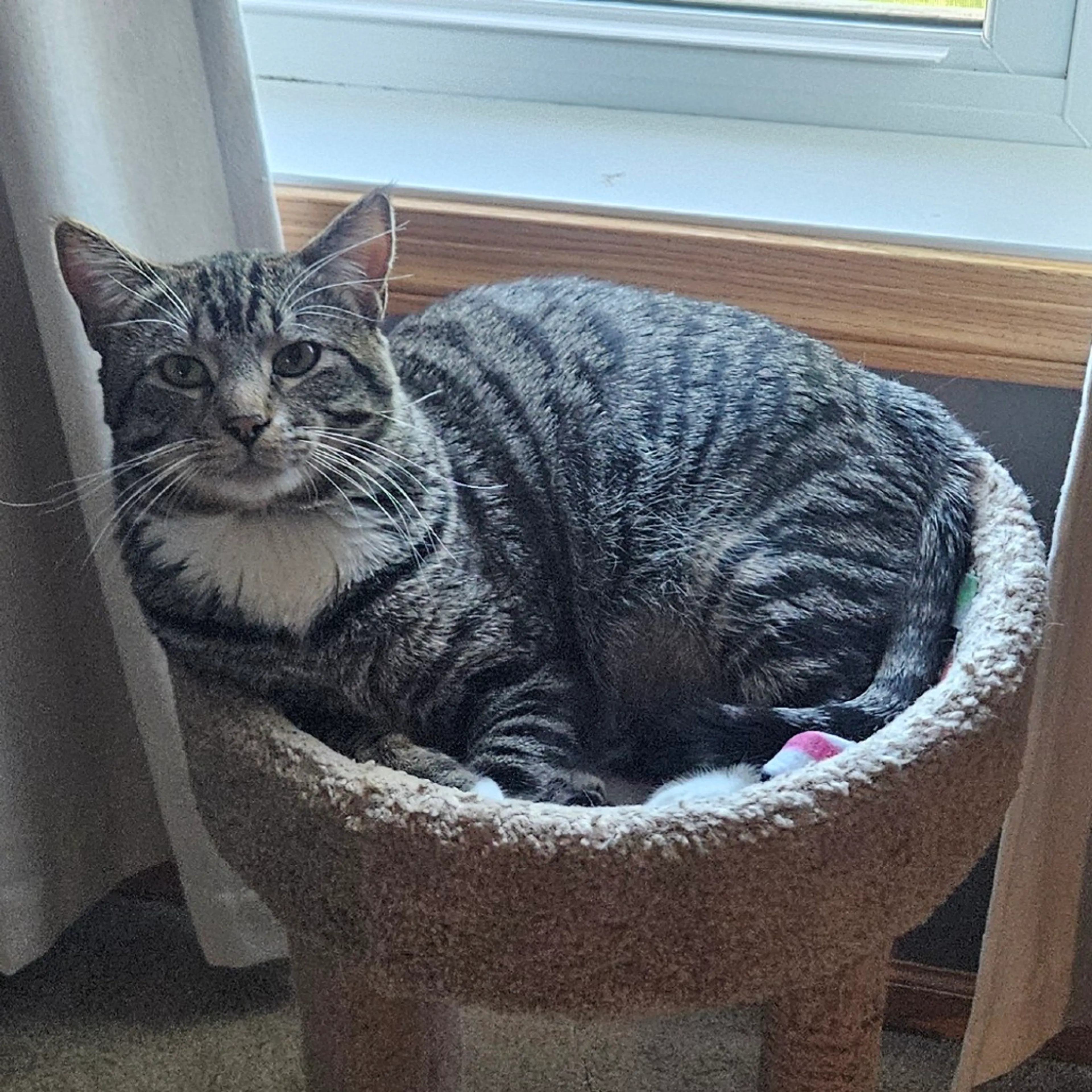 Found pet-5