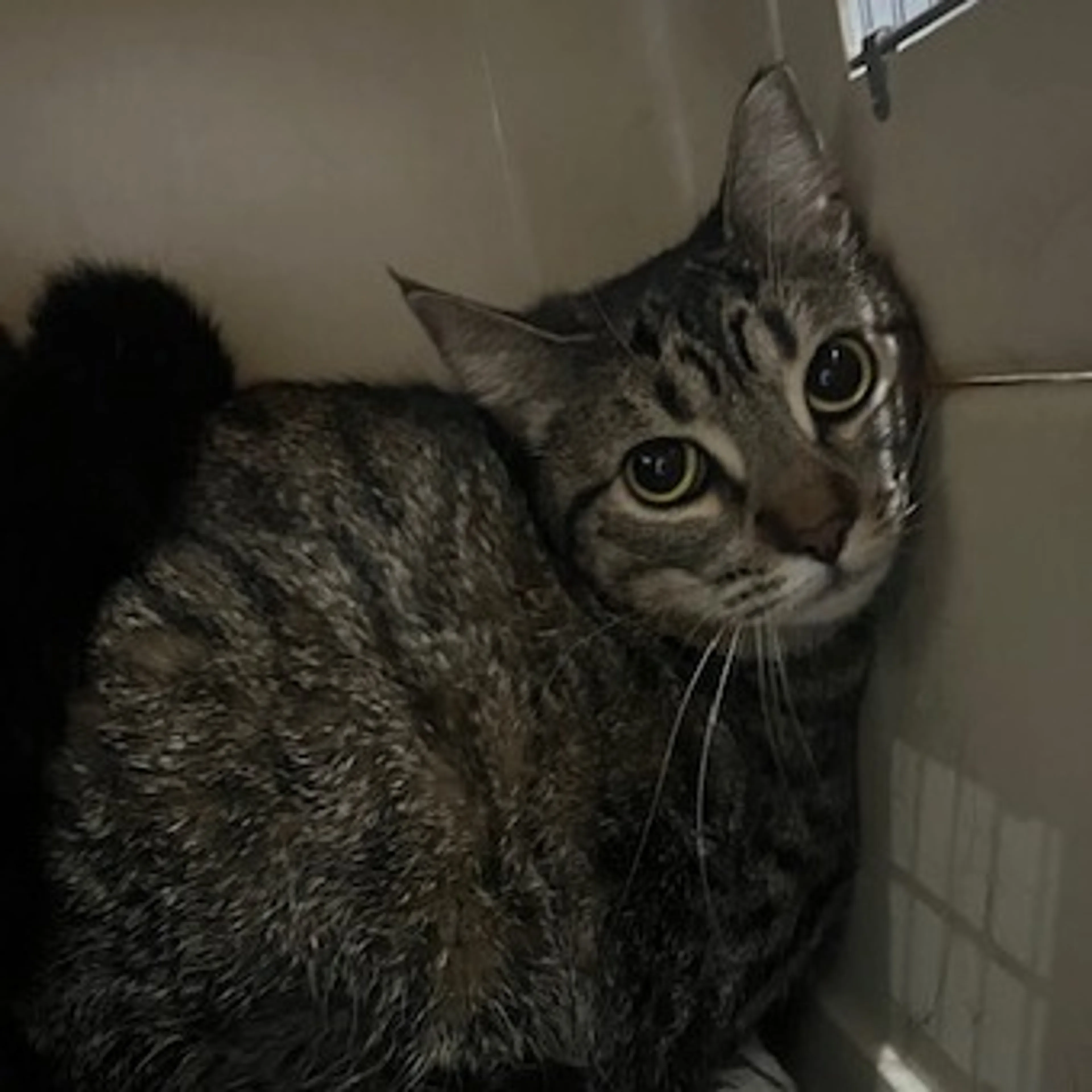 Found pet