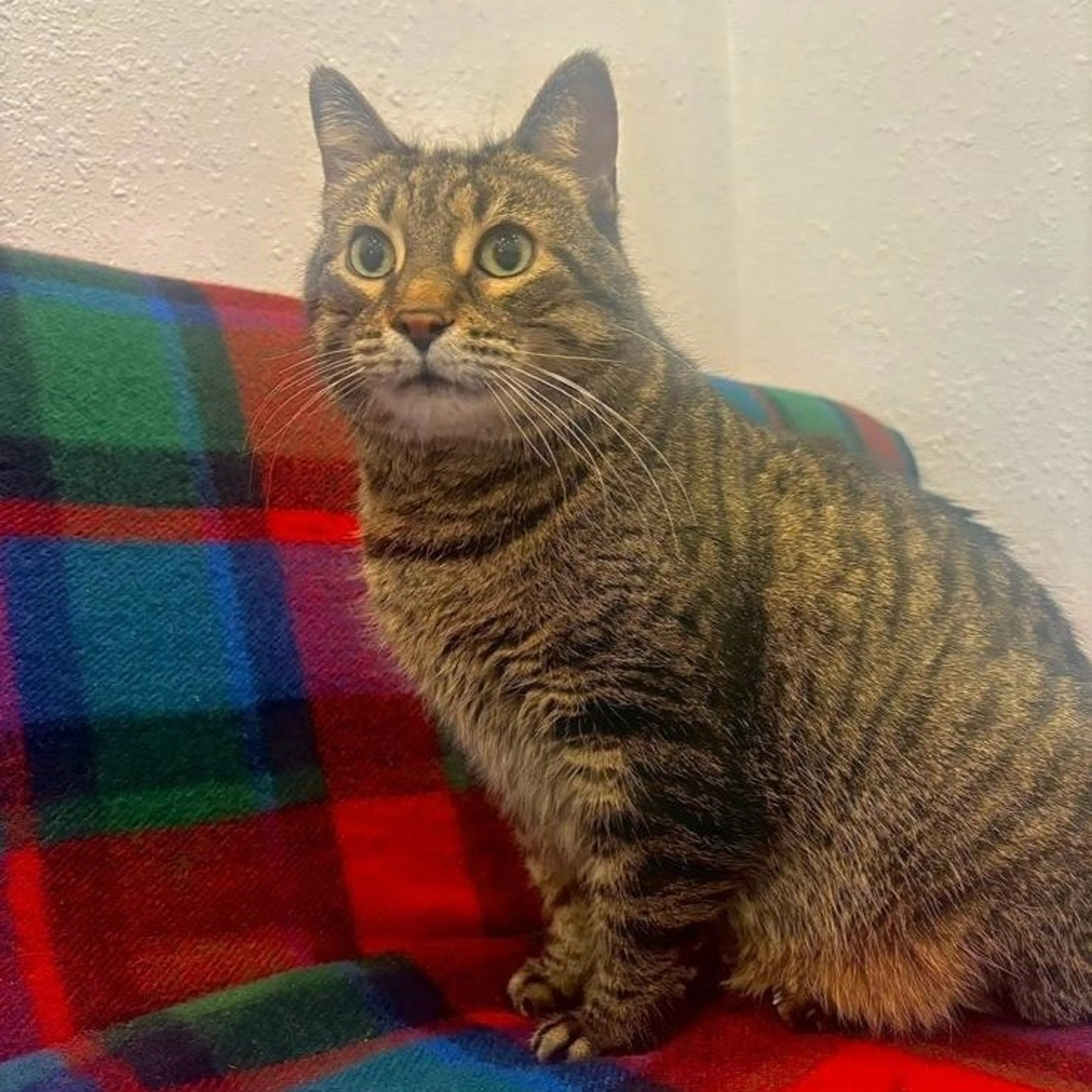 Found pet-0