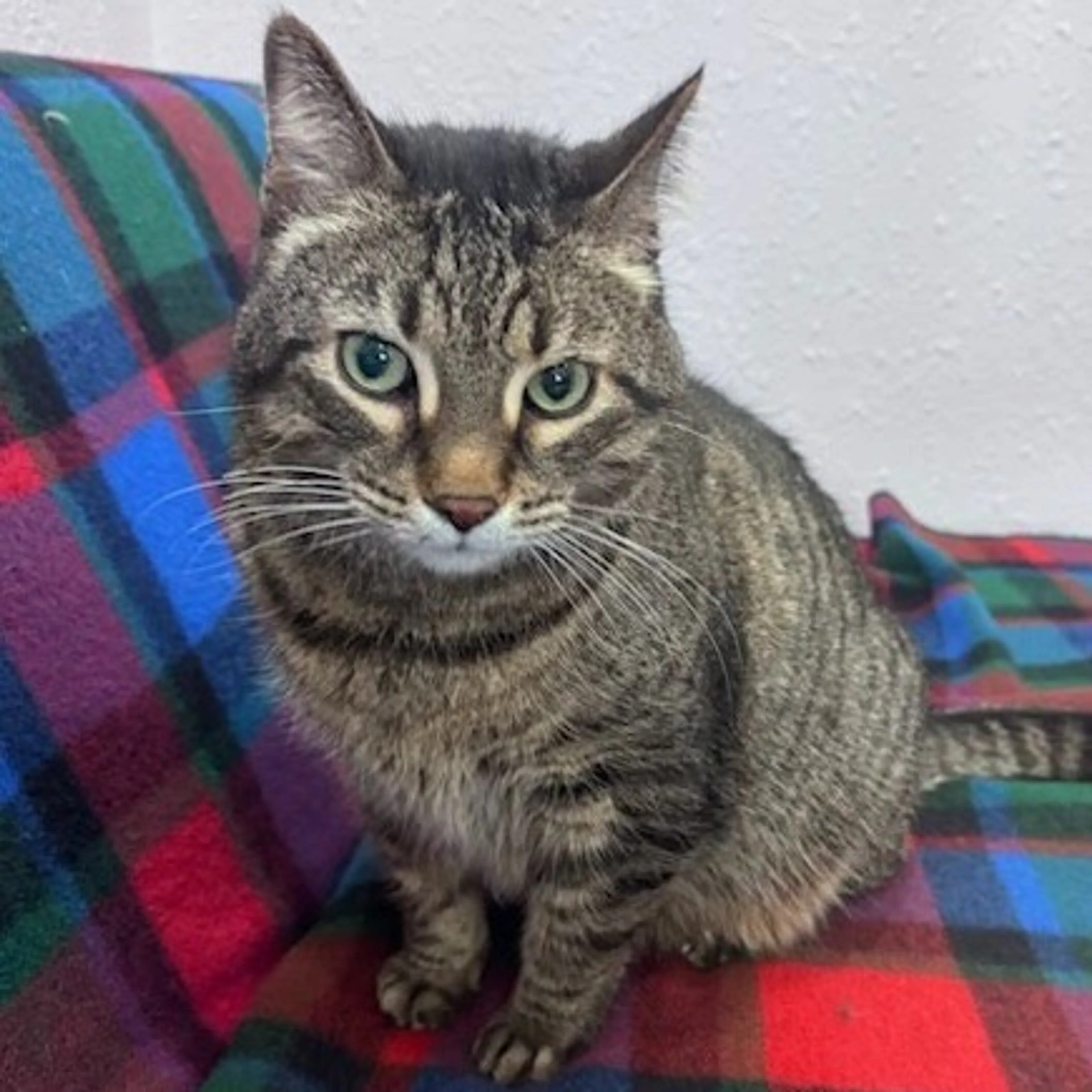 Found pet-2