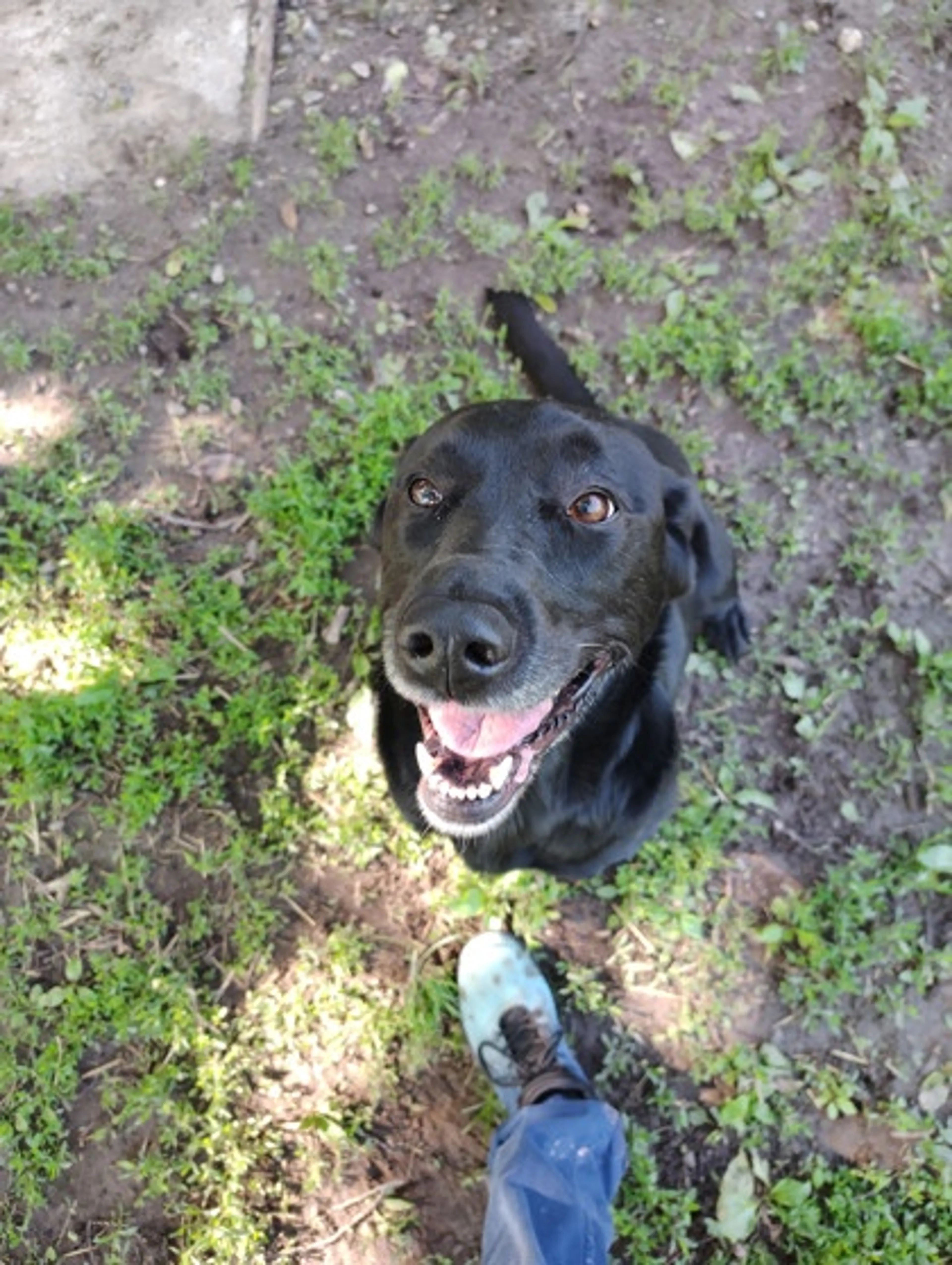 Found pet