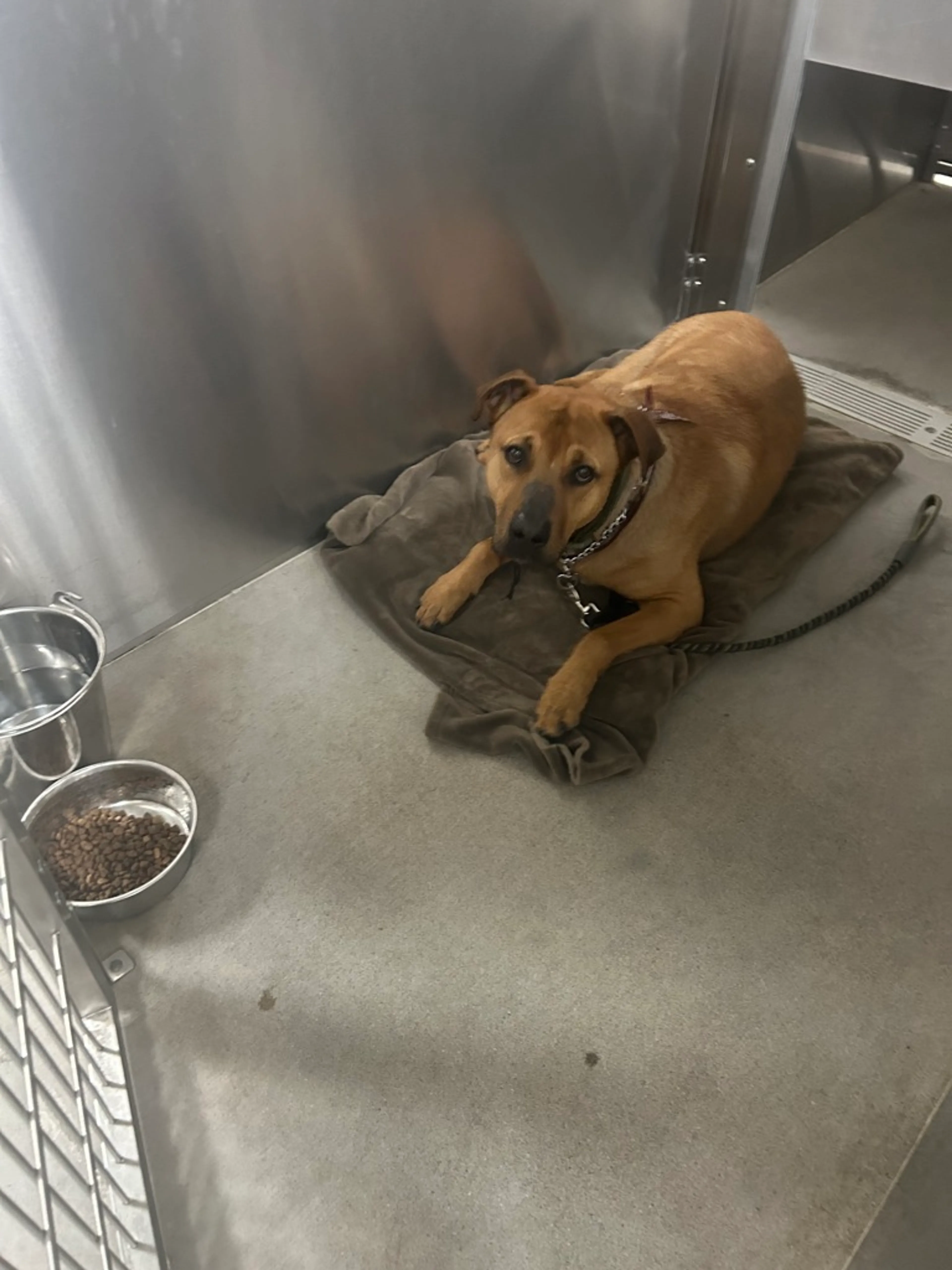 Found pet