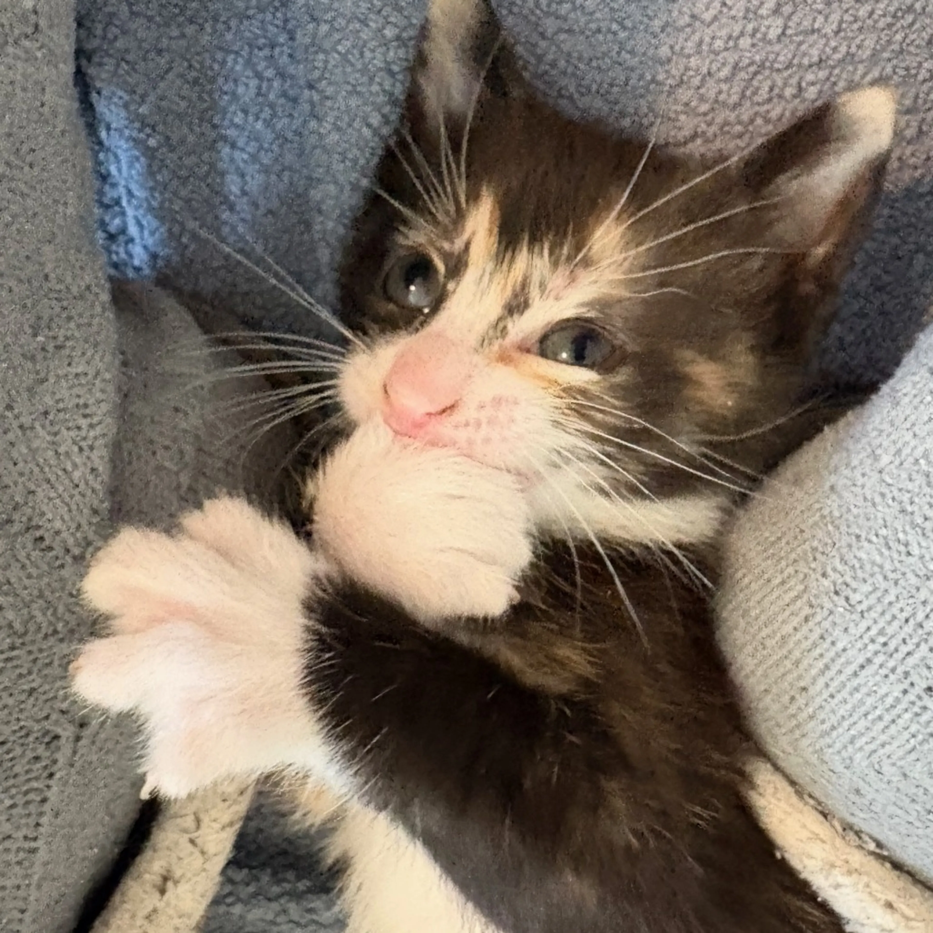Found pet-3