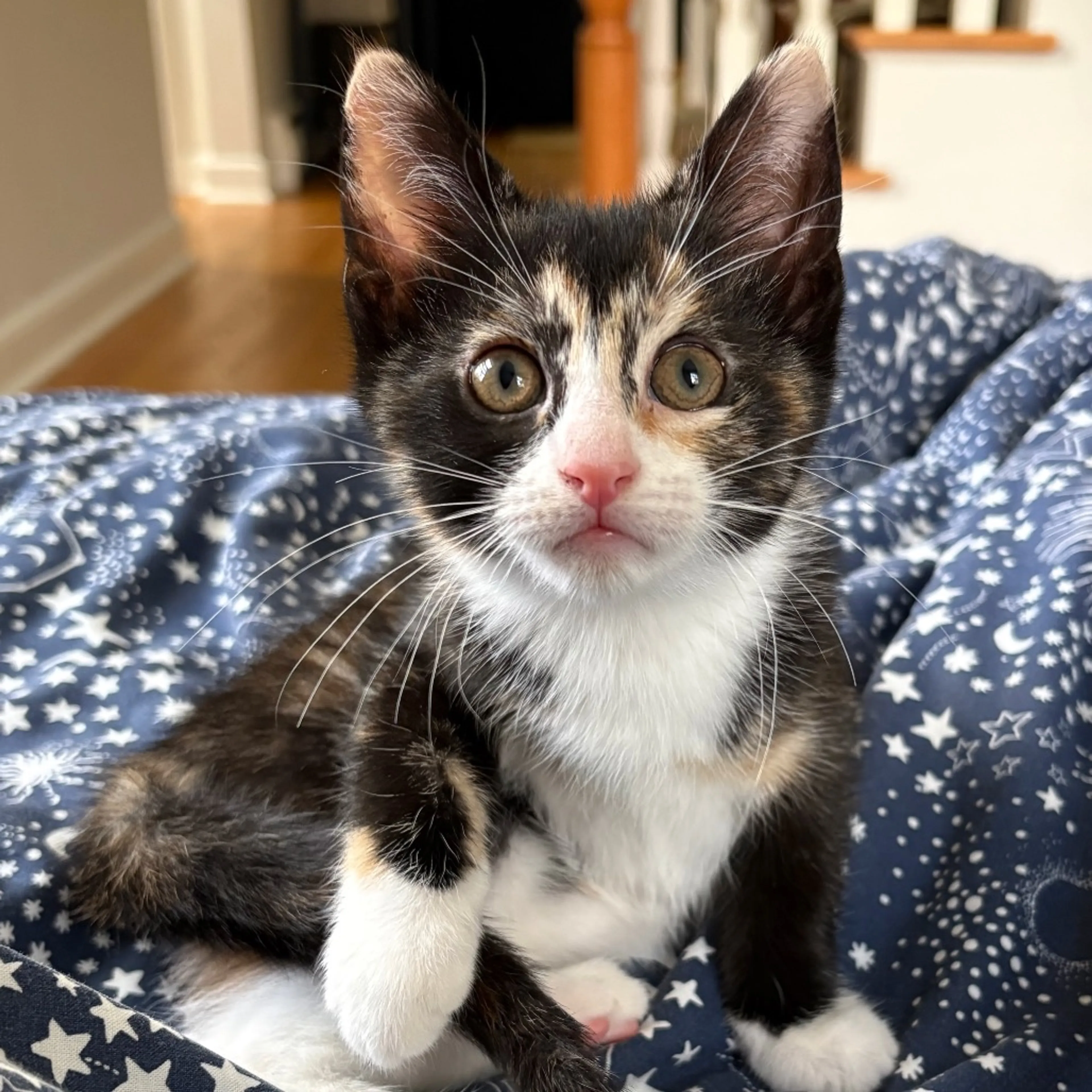Found pet-5