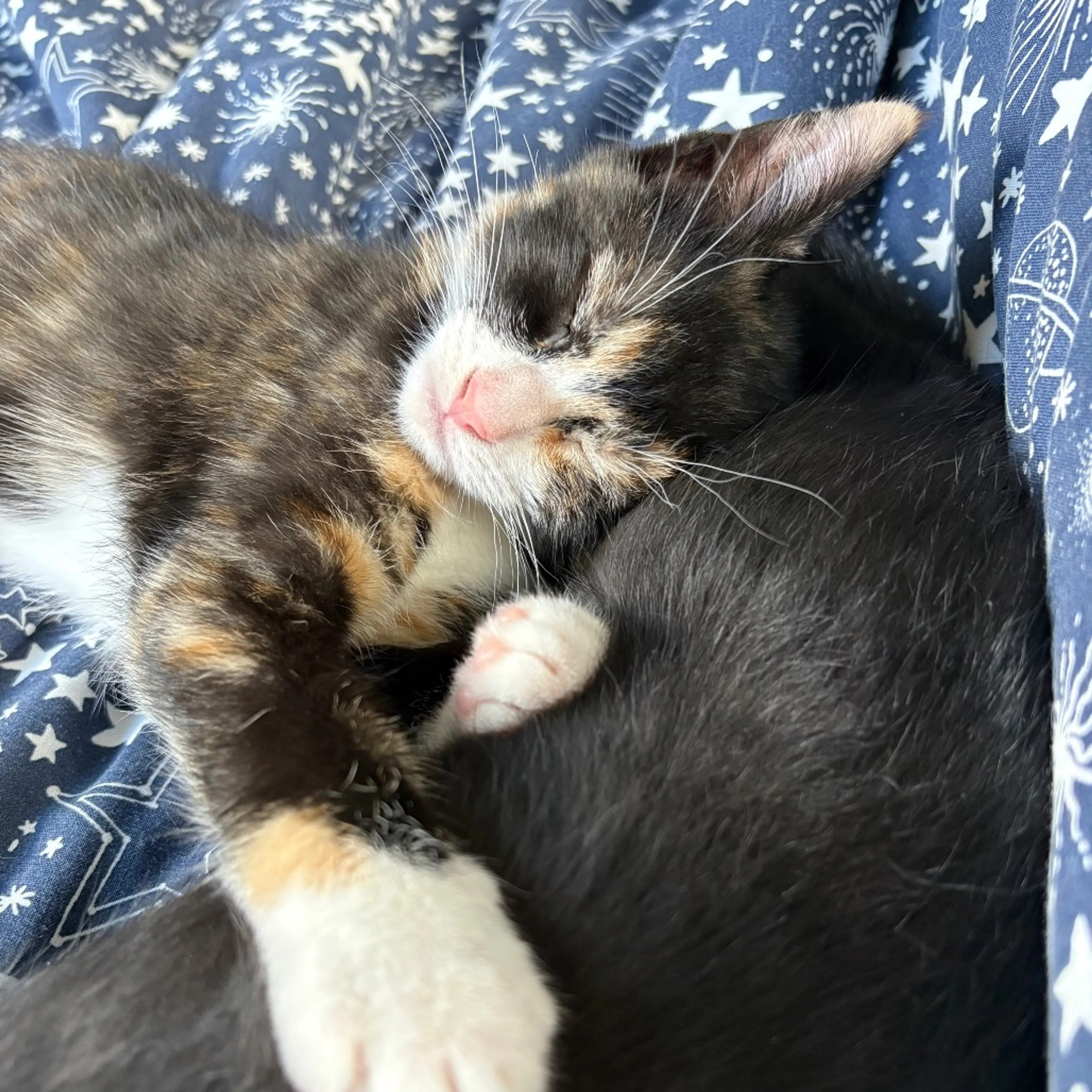 Found pet-4