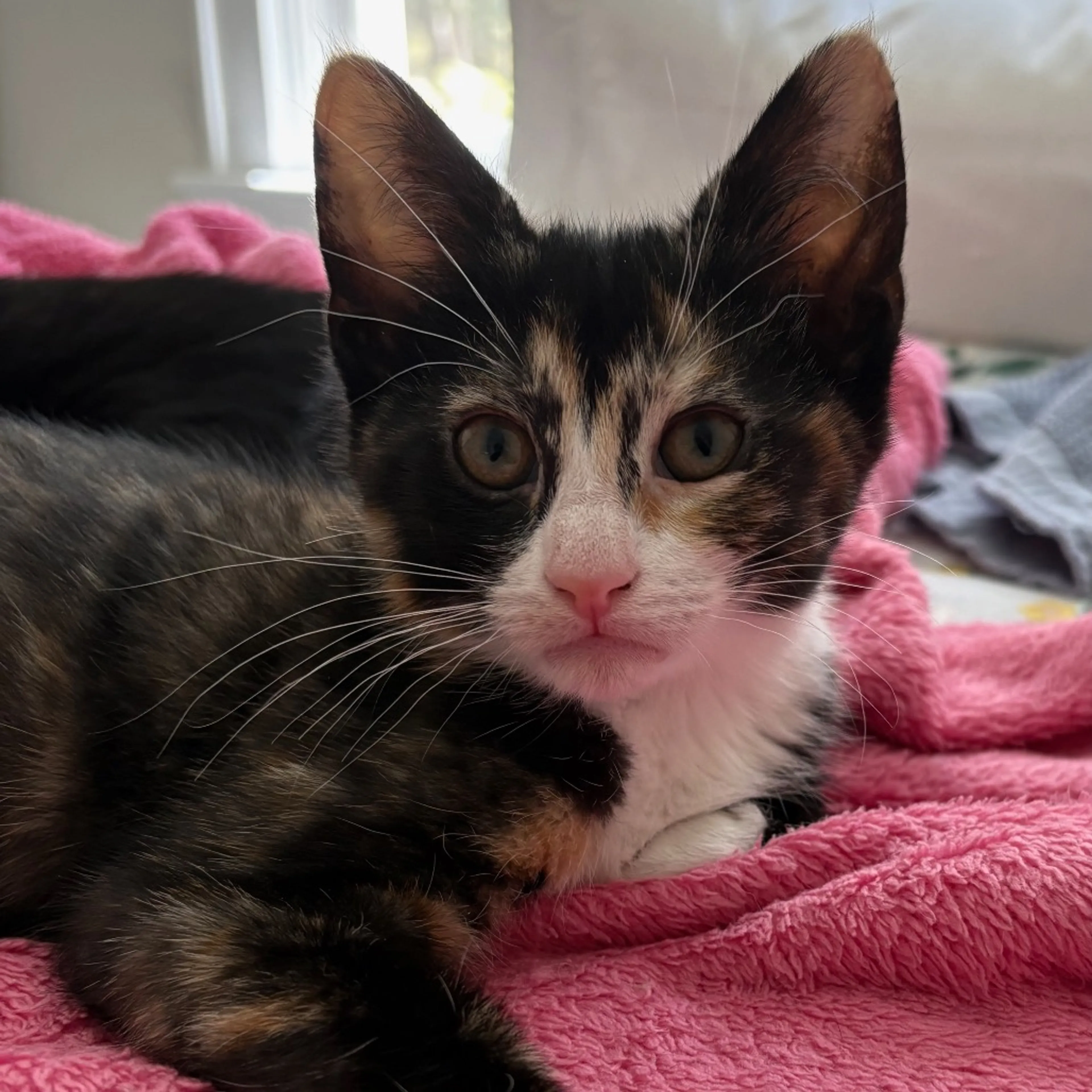 Found pet-6