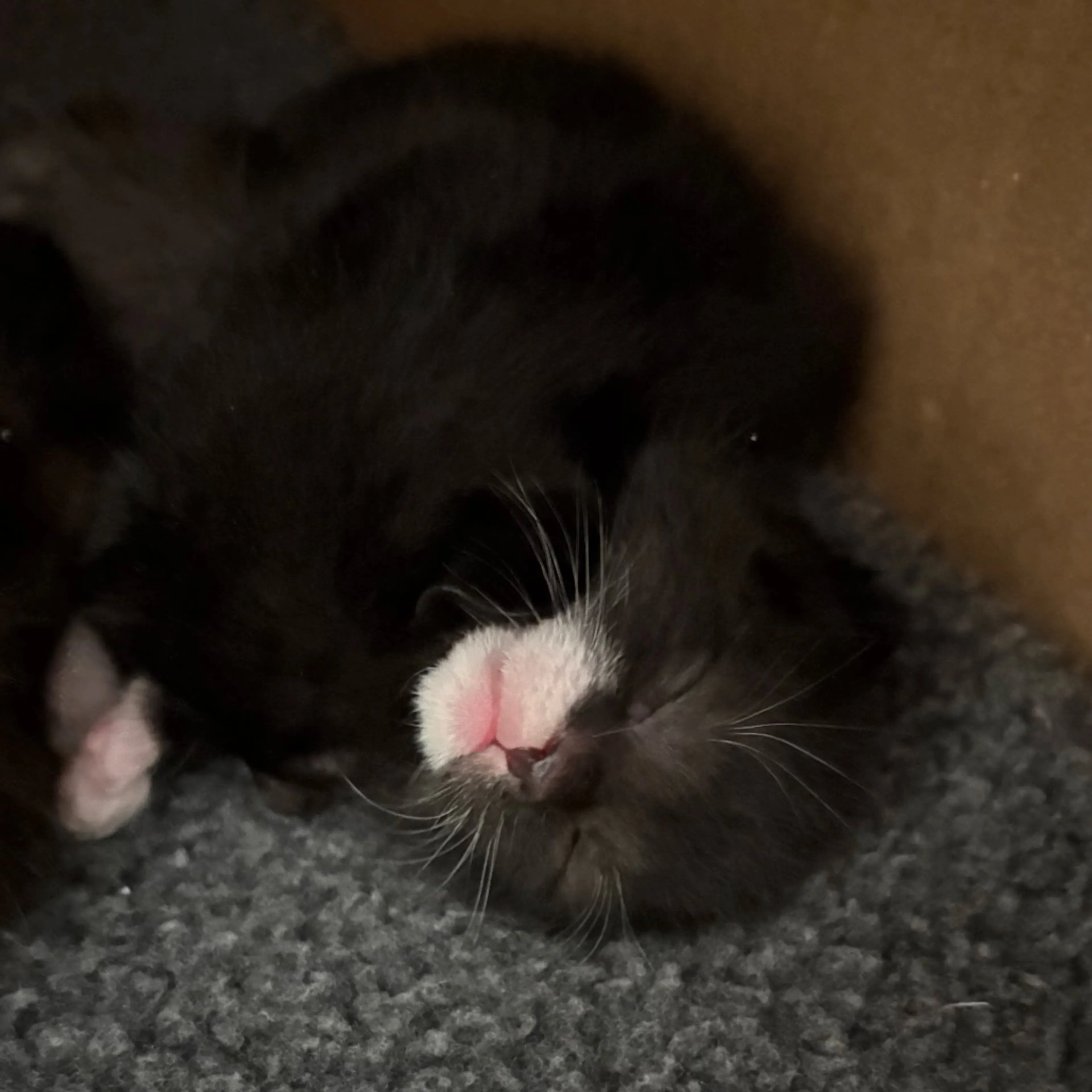 Found pet-1