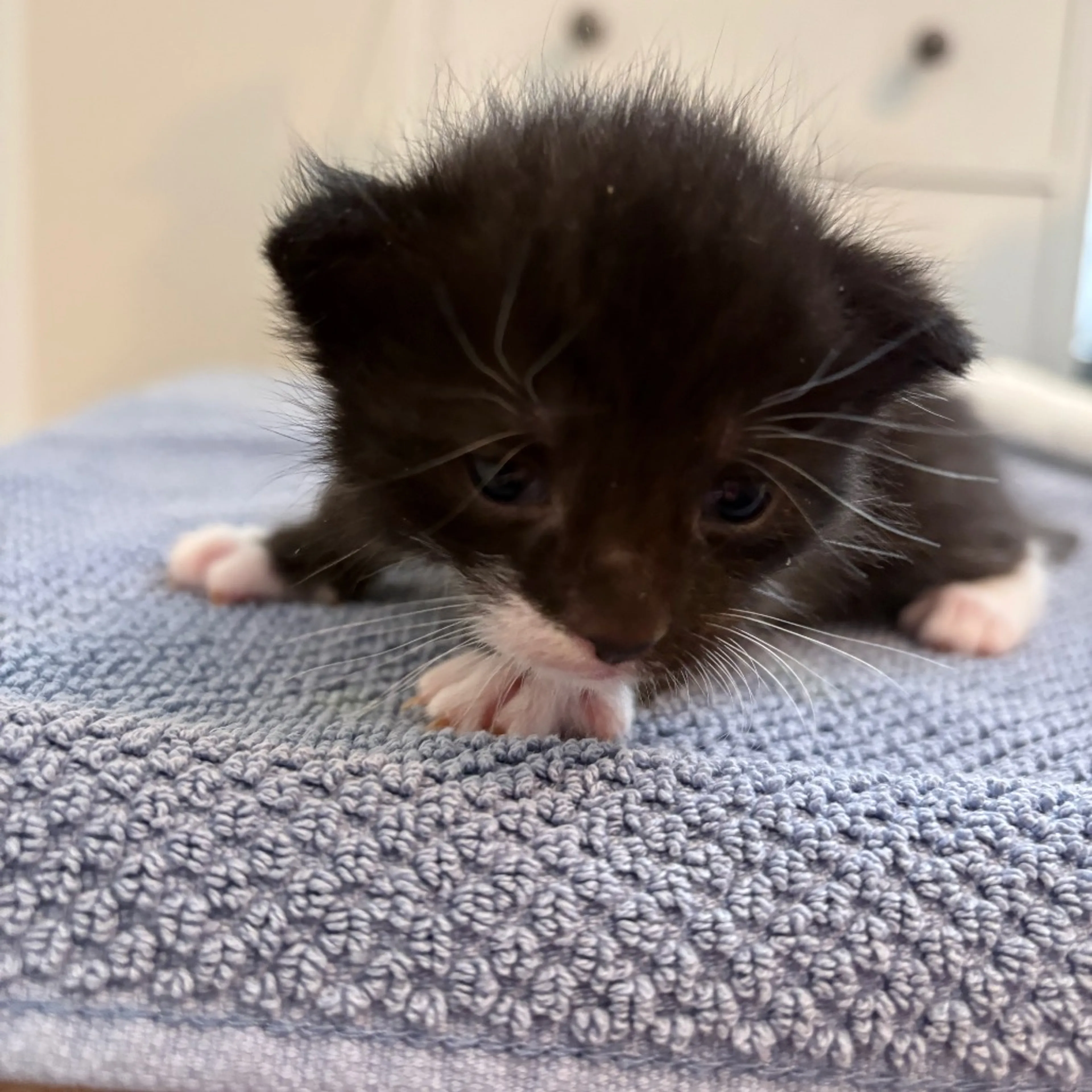 Found pet-2