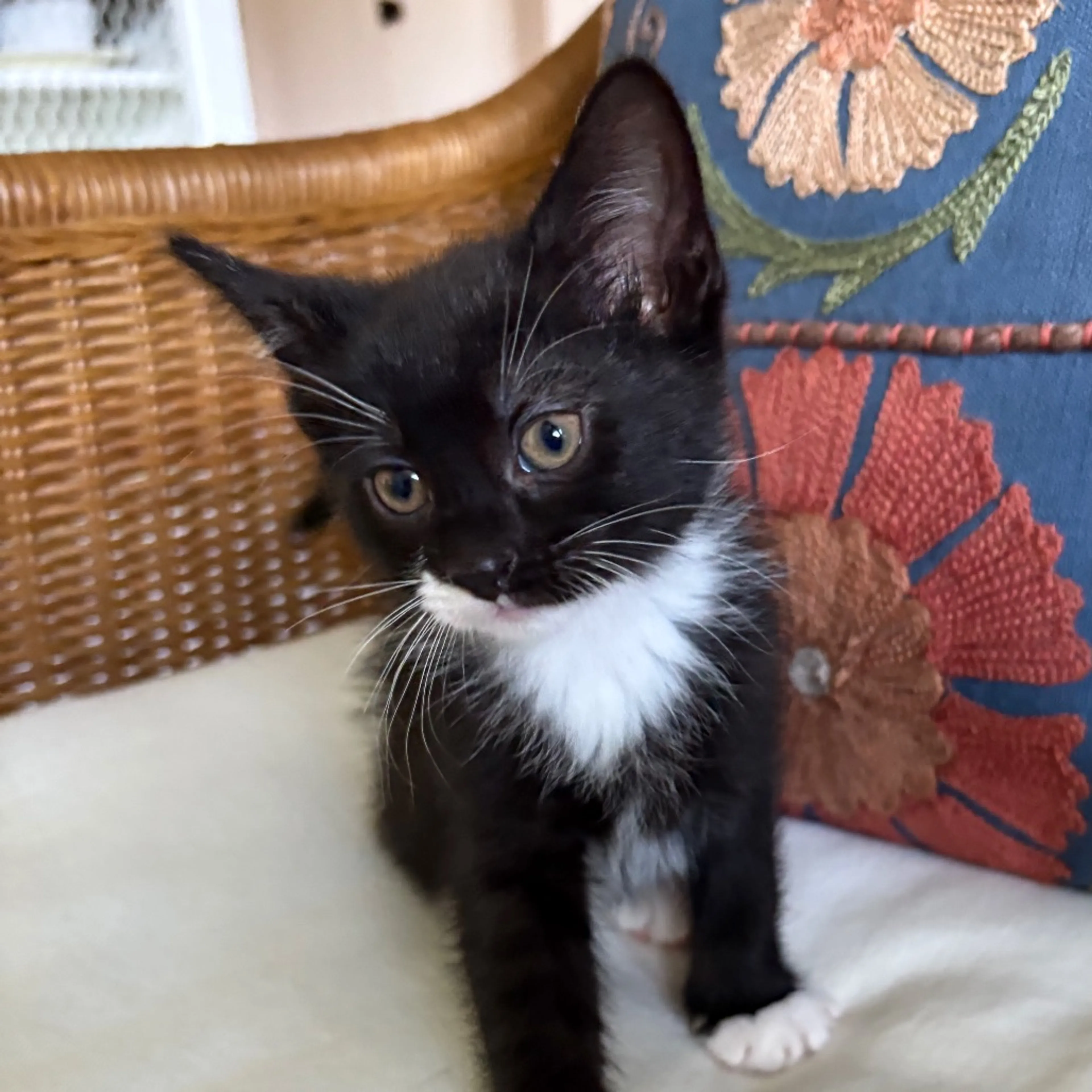Found pet-3
