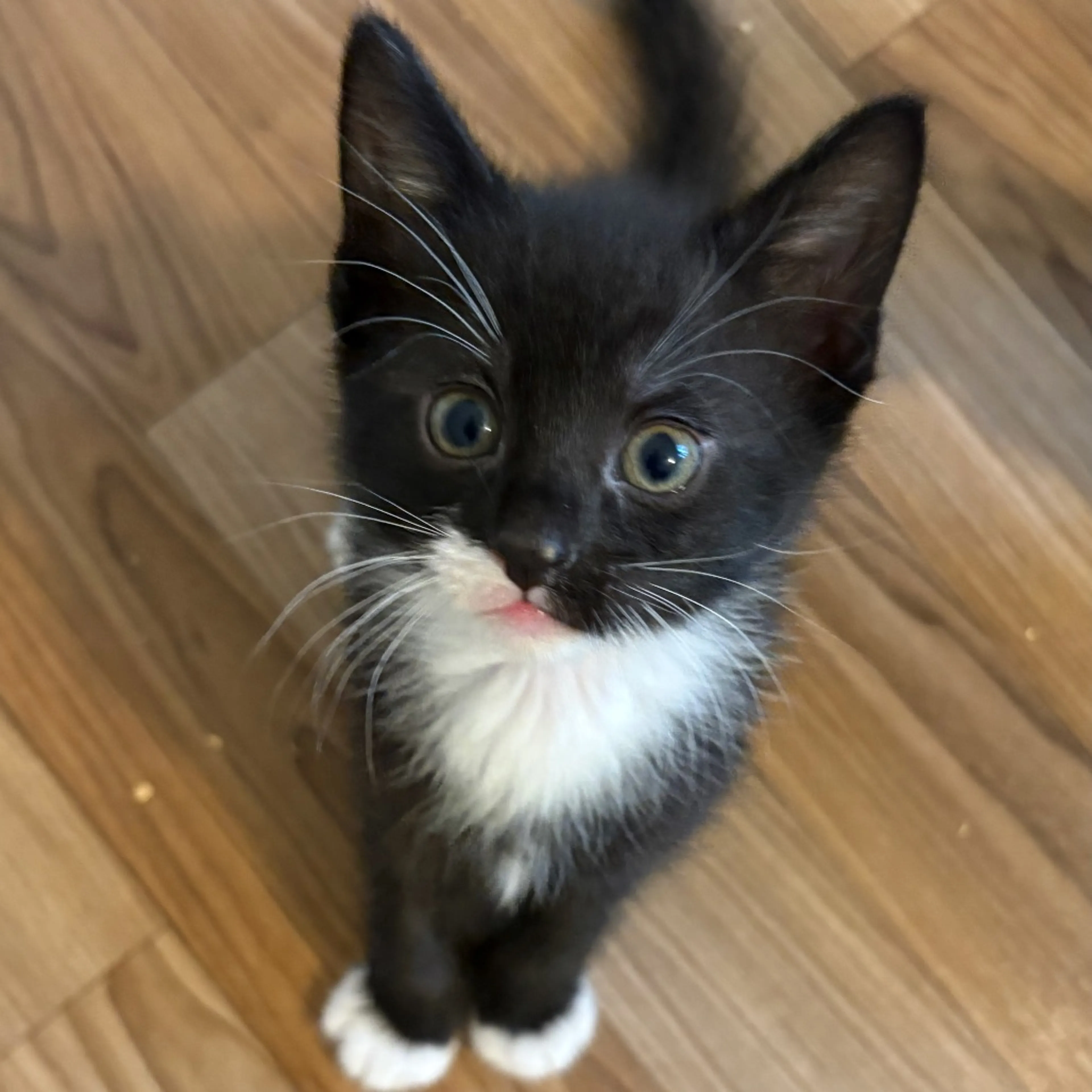 Found pet-4