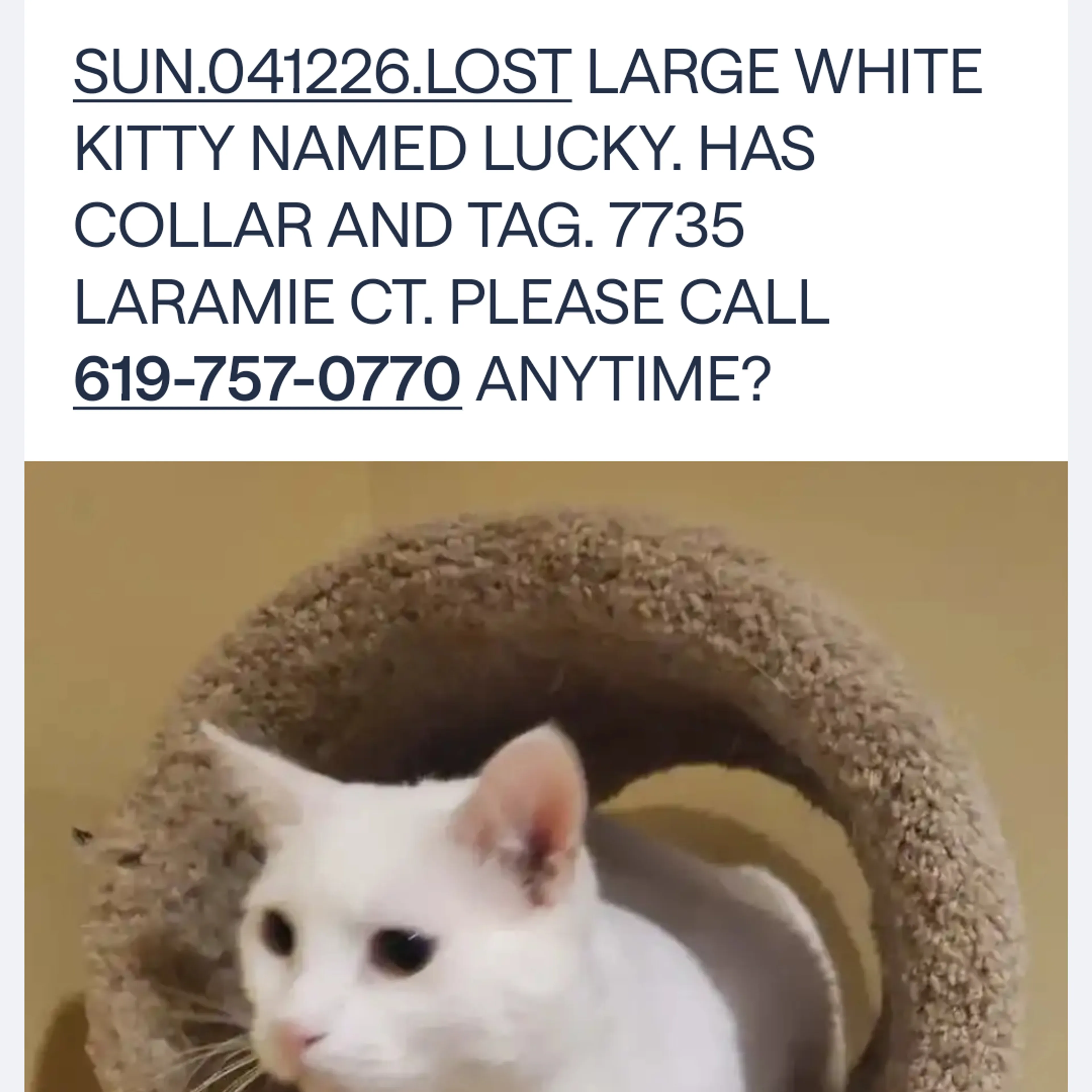Lost pet