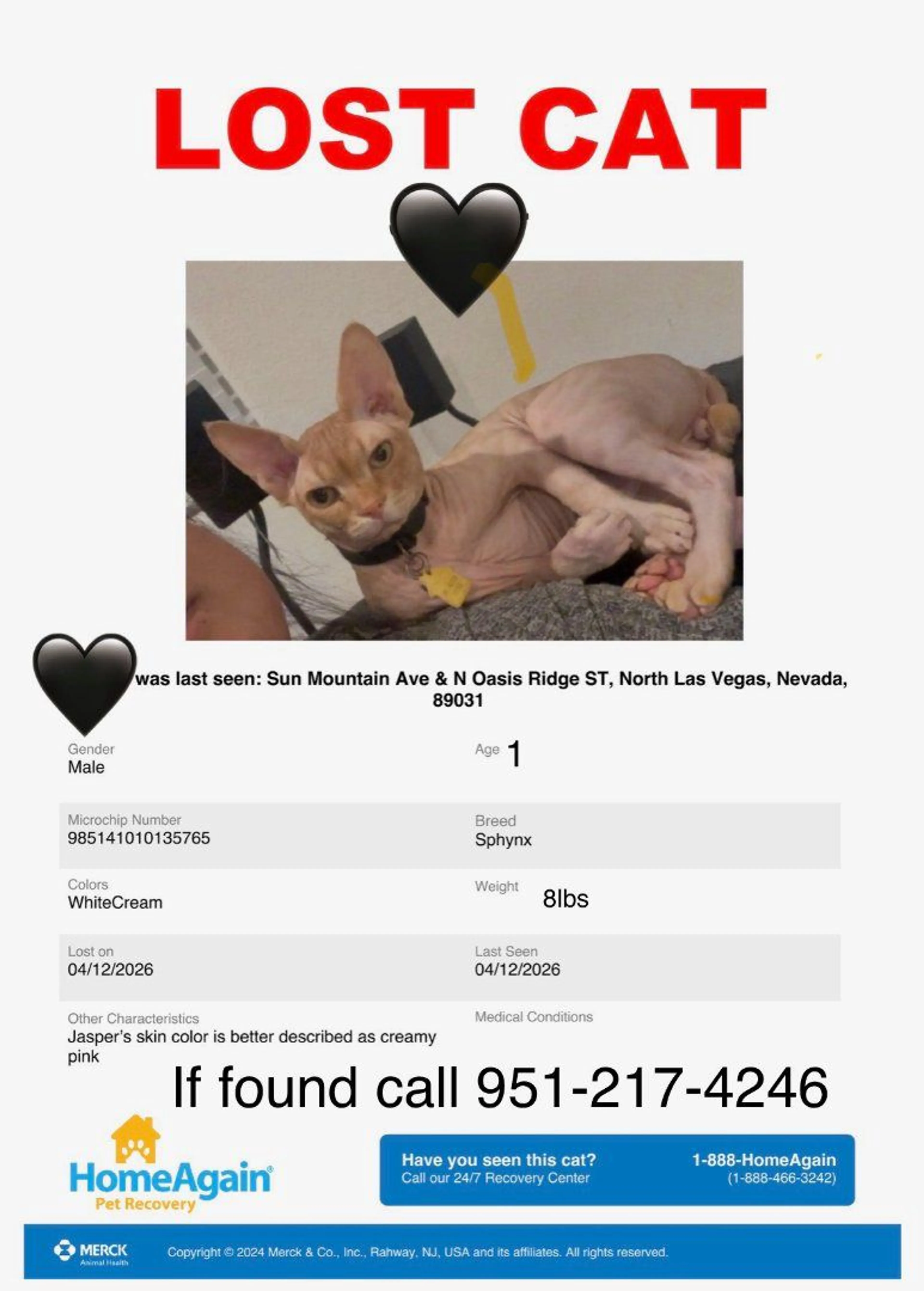Lost pet