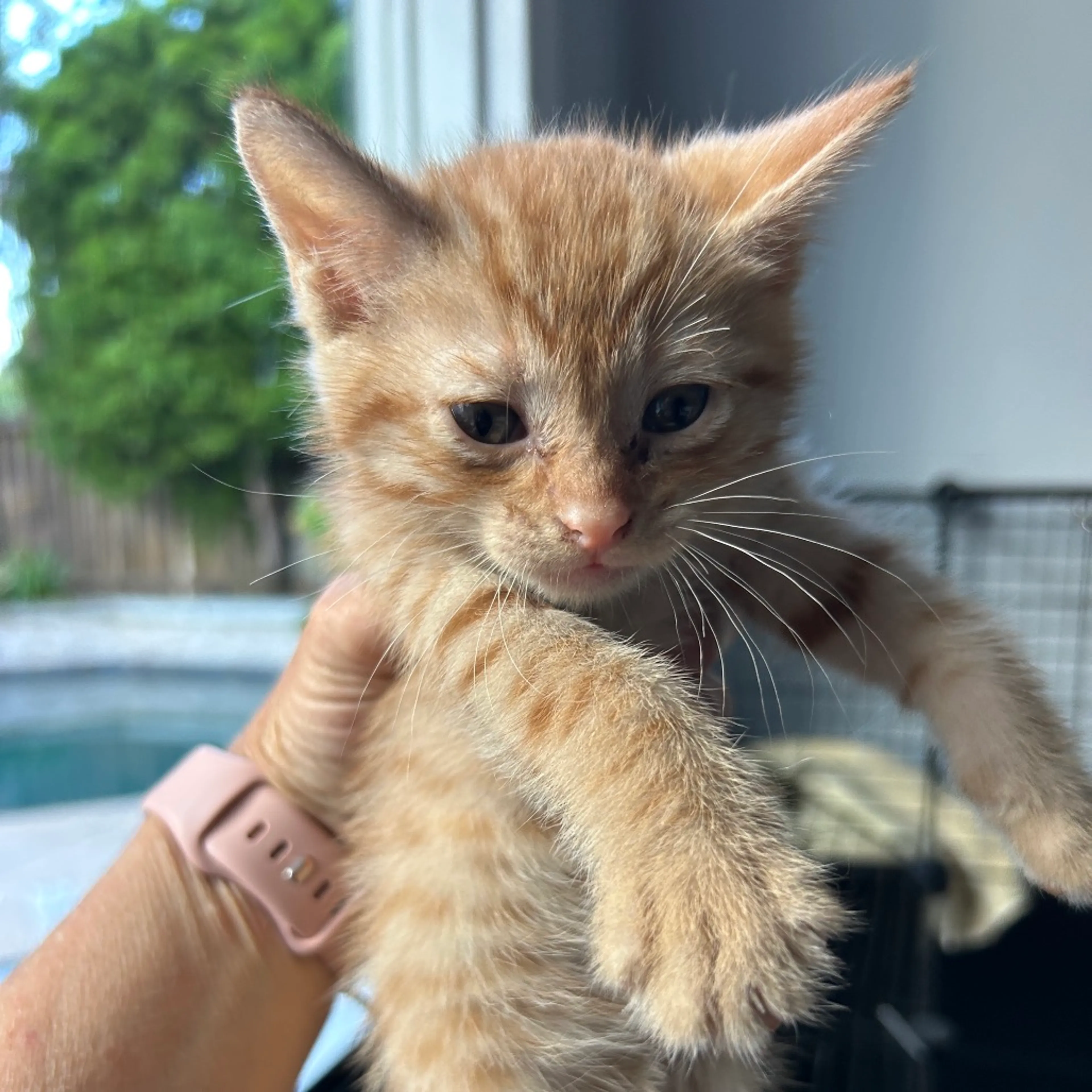Found pet-0