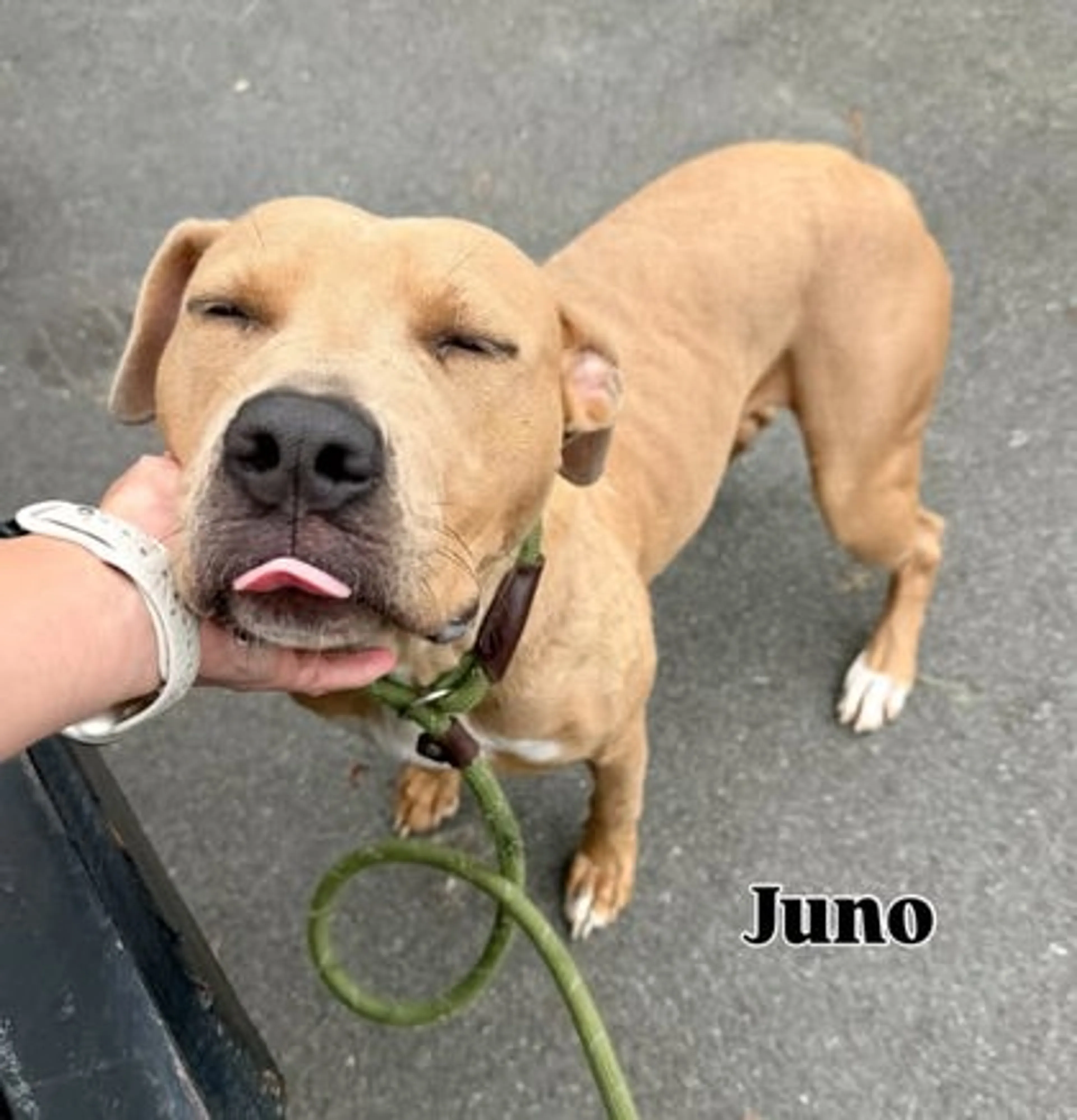 Found pet