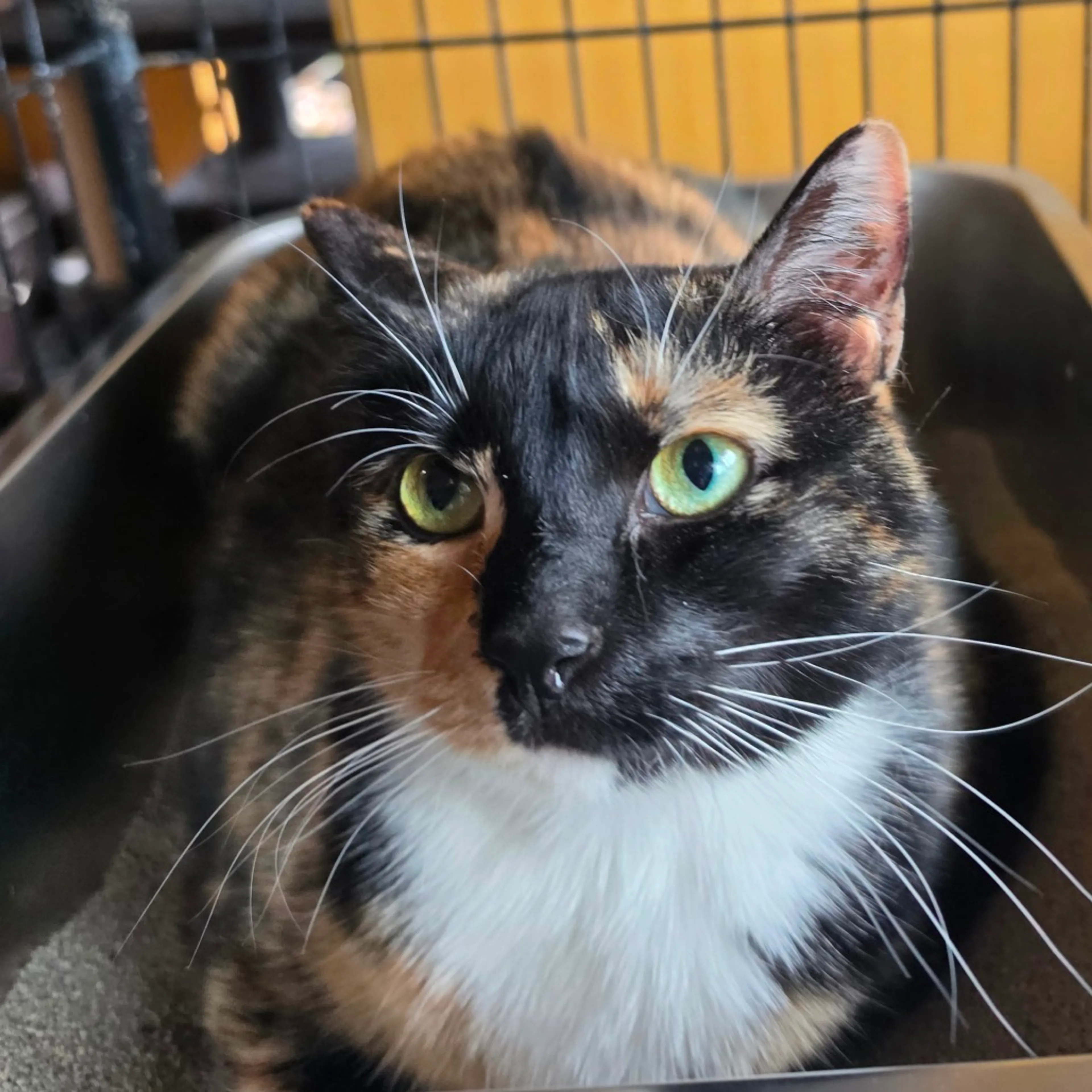 Found pet
